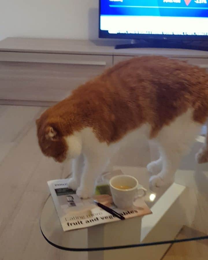 Nana _The Scottish Foldのインスタグラム：「Still not a fan of coffee🤣 some things dont change lol . . 여기커피도 아니라옹 . . #고양이 #猫 #ねこ #スコ #cat #cats #catstagram #catsofinstagram #instagramcats #instacat #bestmeow #catoftheday #catsofworld #catsloversworld #catsofday #냥스타그램 #또앙 #귀여워 #냥이 #caturday #gatos #cats_of_instagram #ilovemycat #catselfie #kittensofinstagram #kittens #catsdaily #kucing #mao」