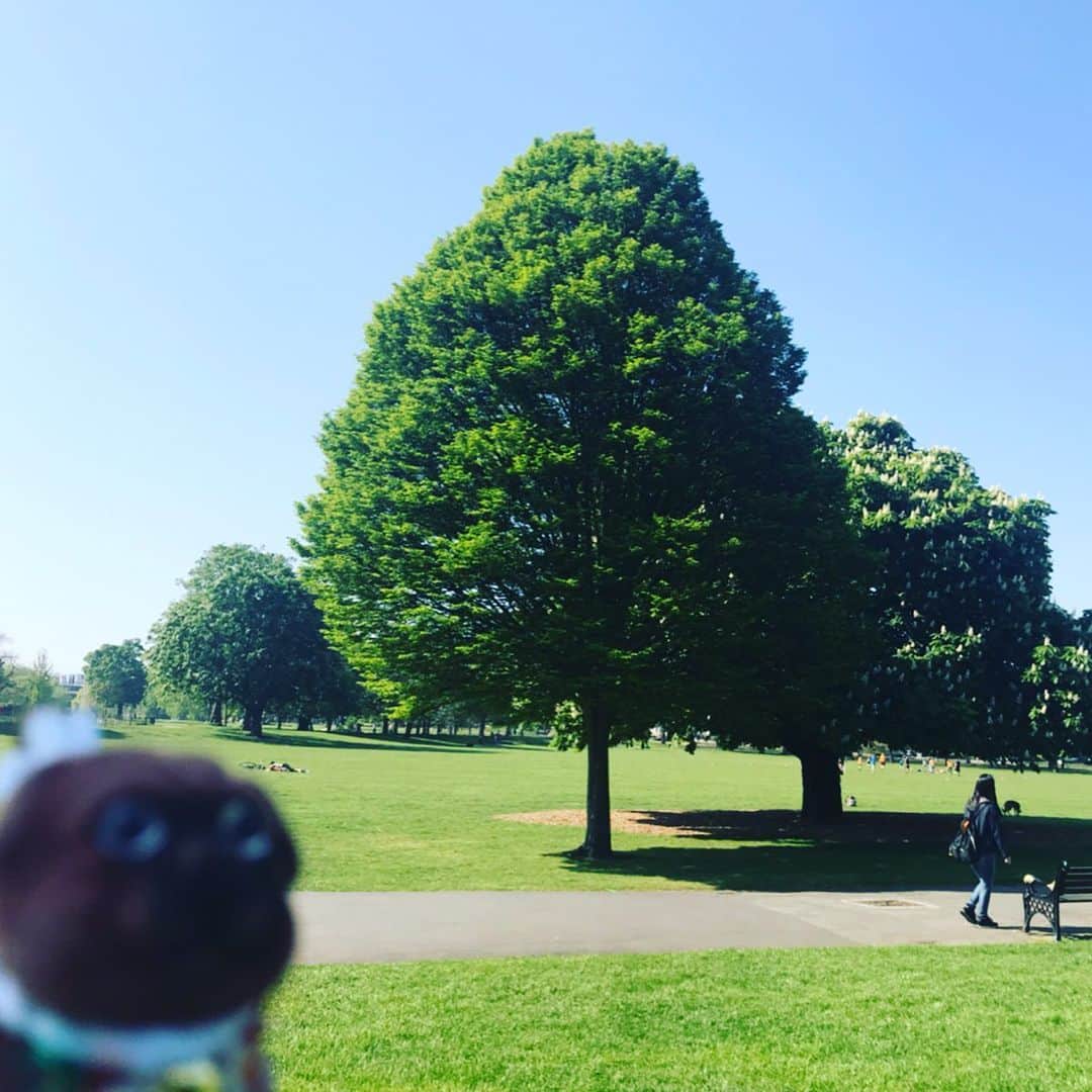 ころさんのインスタグラム写真 - (ころInstagram)「ころツアーズ in ロンドン パート②  日曜日の公園の芝生！ 日差しが暖かいじょ〜！ . ころの他の写真を見たい方はこちらから！ @koro.dottokoi . #犬 #ころ #旅行 #ロンドン #イギリス #芝生 #公園 #木  #dog #koro #tulip #london #england #lawn #park #trees」5月9日 18時37分 - koro.dottokoi