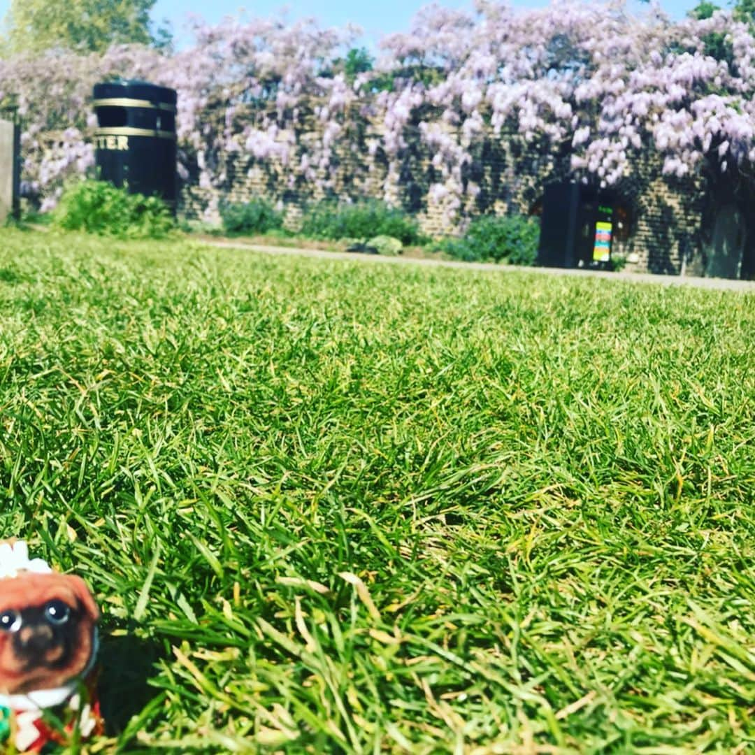 ころさんのインスタグラム写真 - (ころInstagram)「ころツアーズ in ロンドン パート②  日曜日の公園の芝生！ 日差しが暖かいじょ〜！ . ころの他の写真を見たい方はこちらから！ @koro.dottokoi . #犬 #ころ #旅行 #ロンドン #イギリス #芝生 #公園 #木  #dog #koro #tulip #london #england #lawn #park #trees」5月9日 18時37分 - koro.dottokoi