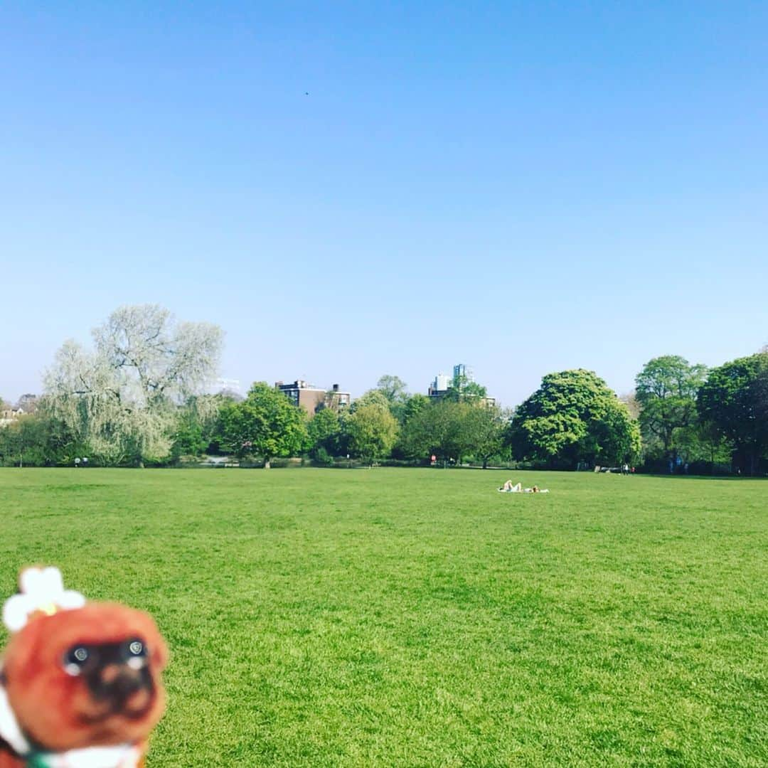 ころさんのインスタグラム写真 - (ころInstagram)「ころツアーズ in ロンドン パート②  日曜日の公園の芝生！ 日差しが暖かいじょ〜！ . ころの他の写真を見たい方はこちらから！ @koro.dottokoi . #犬 #ころ #旅行 #ロンドン #イギリス #芝生 #公園 #木  #dog #koro #tulip #london #england #lawn #park #trees」5月9日 18時37分 - koro.dottokoi