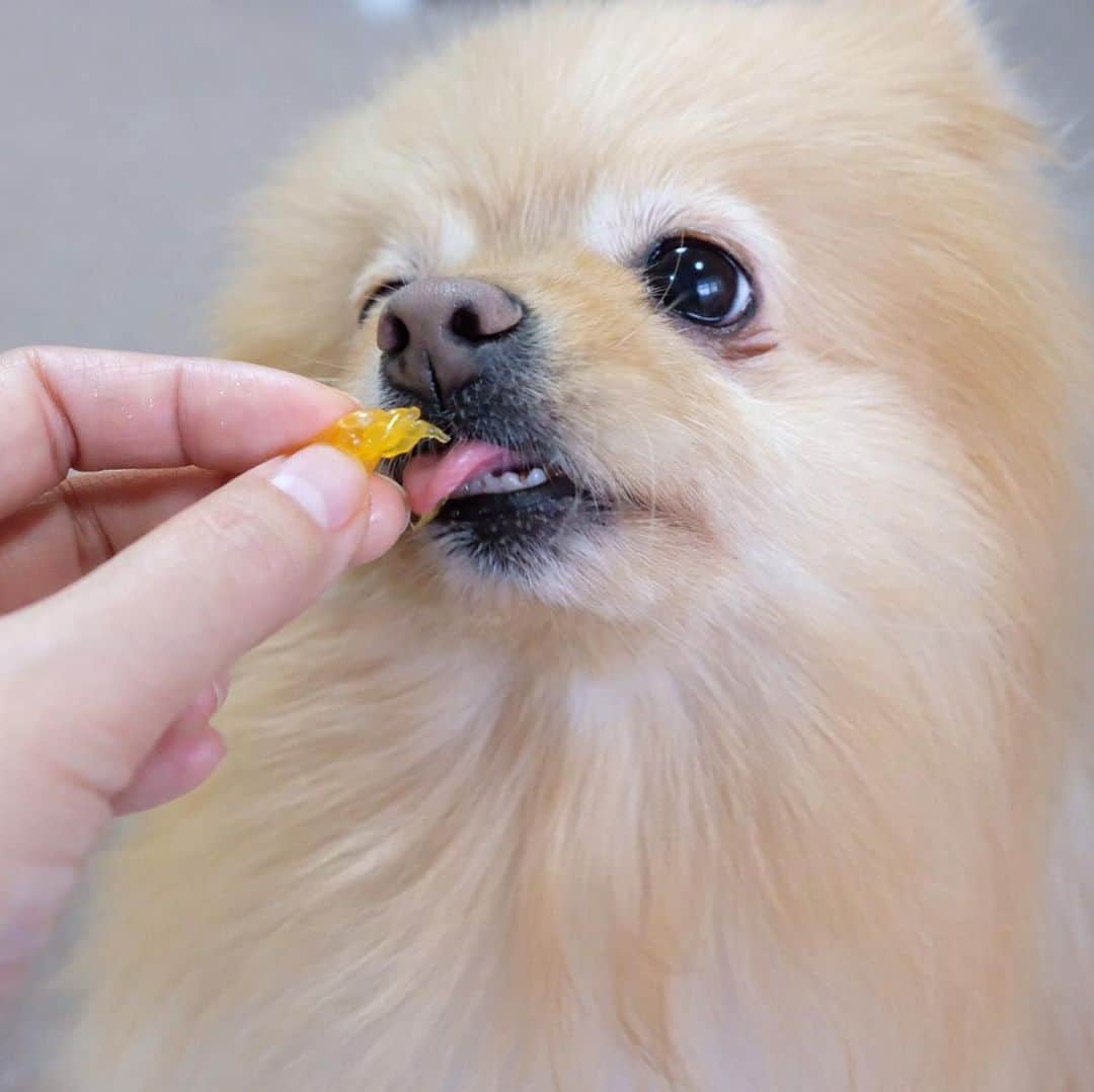 Hanaさんのインスタグラム写真 - (HanaInstagram)「* ブログ更新しました♪ * 🐶🍊👅「んまぁ〜い💕」 * 幸せそうに食べるお姉 * * #Pomeranian#pom#pompom#pomstagram#pets#fluffy#dogs#doglover#dogsofinstagram#dogstagram#Japan#Kawaii#fluffydog#ポメラニアン#犬#いぬら部#chien#pecoいぬ部#포메라니안#もふもふ#可愛い#かわいい#cute#cutedog#funny#funnydog #family#orange#みかん#愛媛」5月9日 18時43分 - mofu2family