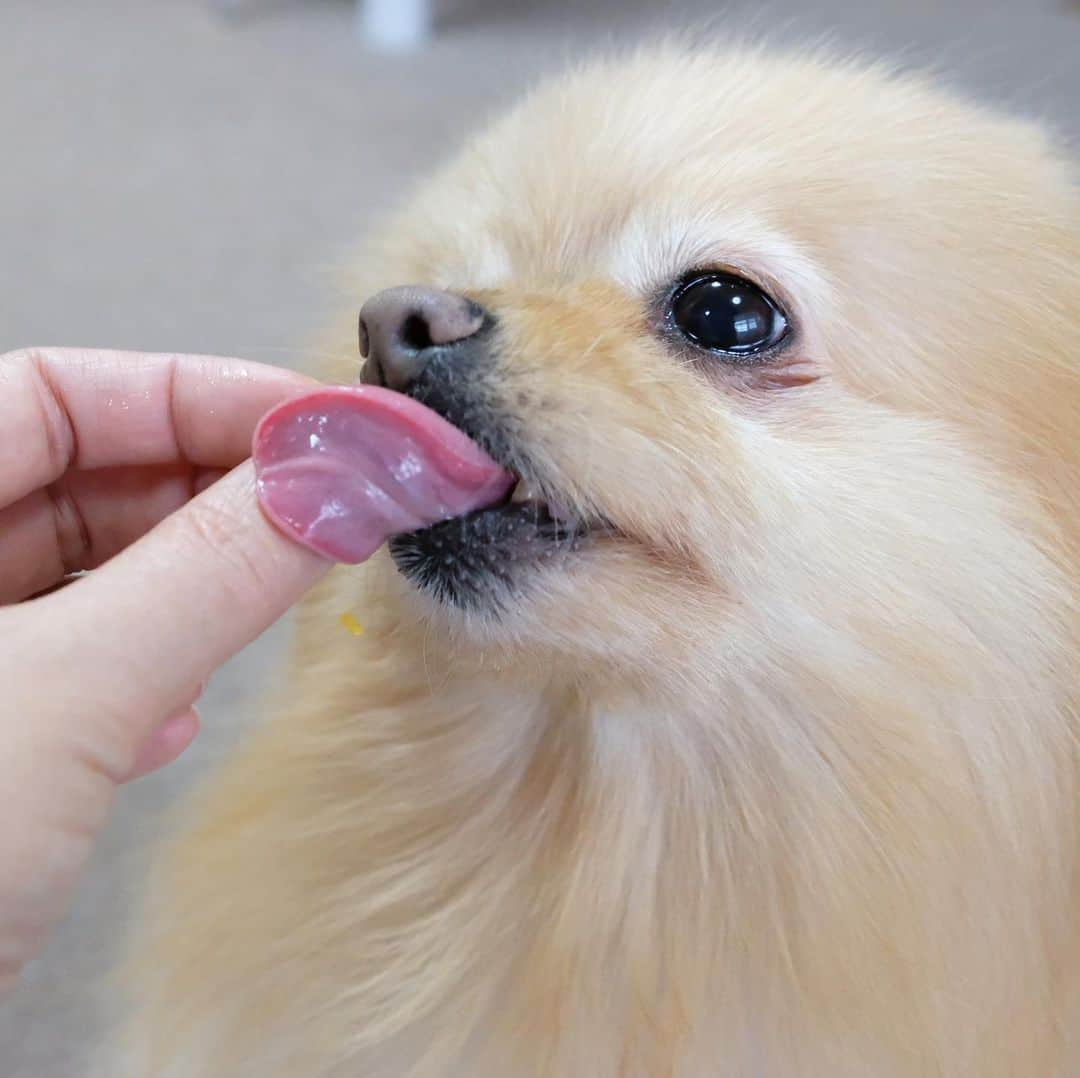 Hanaさんのインスタグラム写真 - (HanaInstagram)「* ブログ更新しました♪ * 🐶🍊👅「んまぁ〜い💕」 * 幸せそうに食べるお姉 * * #Pomeranian#pom#pompom#pomstagram#pets#fluffy#dogs#doglover#dogsofinstagram#dogstagram#Japan#Kawaii#fluffydog#ポメラニアン#犬#いぬら部#chien#pecoいぬ部#포메라니안#もふもふ#可愛い#かわいい#cute#cutedog#funny#funnydog #family#orange#みかん#愛媛」5月9日 18時43分 - mofu2family