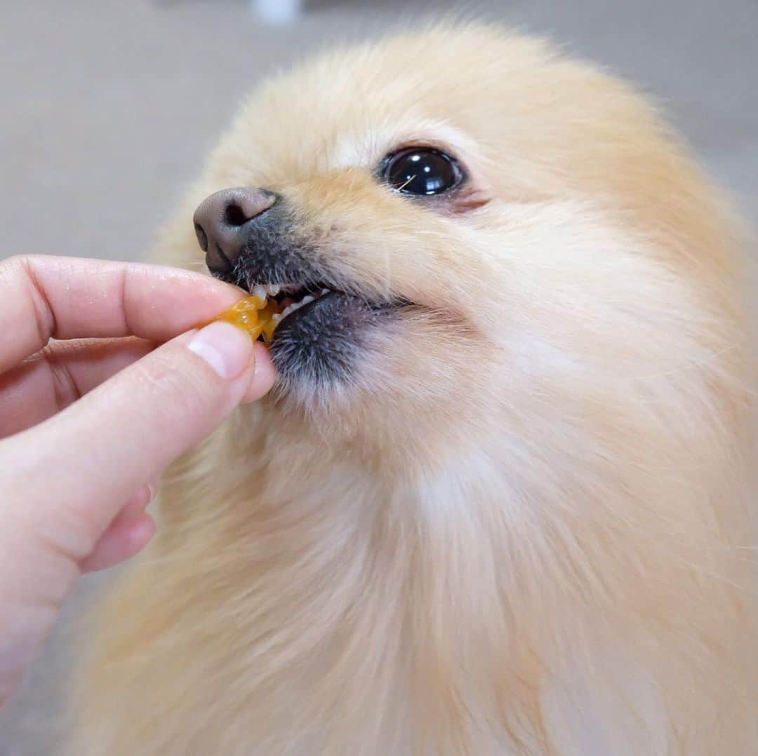 Hanaさんのインスタグラム写真 - (HanaInstagram)「* ブログ更新しました♪ * 🐶🍊👅「んまぁ〜い💕」 * 幸せそうに食べるお姉 * * #Pomeranian#pom#pompom#pomstagram#pets#fluffy#dogs#doglover#dogsofinstagram#dogstagram#Japan#Kawaii#fluffydog#ポメラニアン#犬#いぬら部#chien#pecoいぬ部#포메라니안#もふもふ#可愛い#かわいい#cute#cutedog#funny#funnydog #family#orange#みかん#愛媛」5月9日 18時43分 - mofu2family