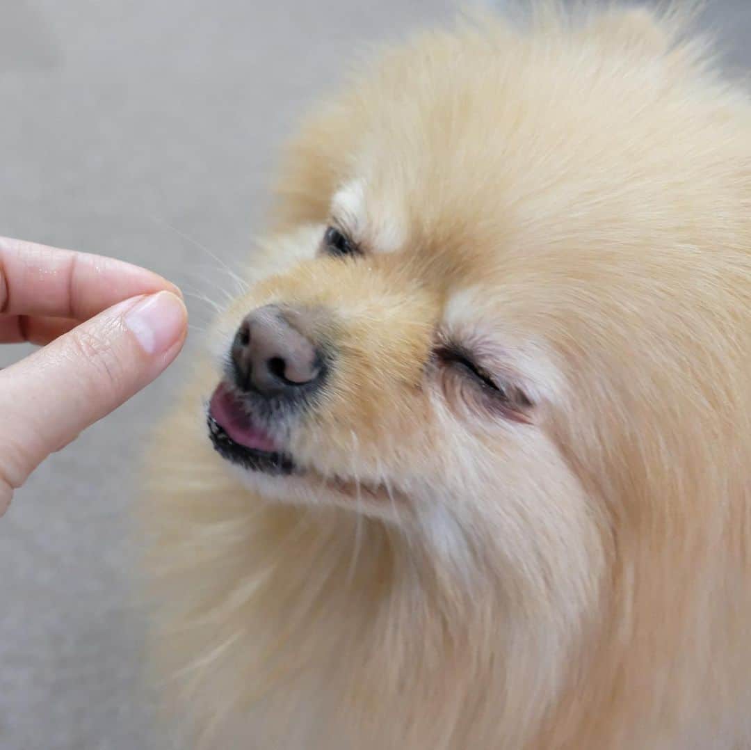Hanaさんのインスタグラム写真 - (HanaInstagram)「* ブログ更新しました♪ * 🐶🍊👅「んまぁ〜い💕」 * 幸せそうに食べるお姉 * * #Pomeranian#pom#pompom#pomstagram#pets#fluffy#dogs#doglover#dogsofinstagram#dogstagram#Japan#Kawaii#fluffydog#ポメラニアン#犬#いぬら部#chien#pecoいぬ部#포메라니안#もふもふ#可愛い#かわいい#cute#cutedog#funny#funnydog #family#orange#みかん#愛媛」5月9日 18時43分 - mofu2family