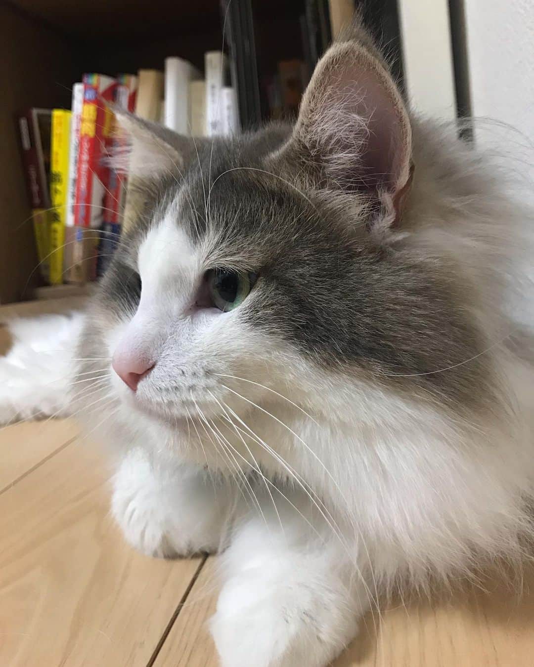 三好春奈のインスタグラム：「2歳になりました。早いなぁ。長生きするんやで。 #銀次 #cat #ねこすたぐらむ #ねこ」