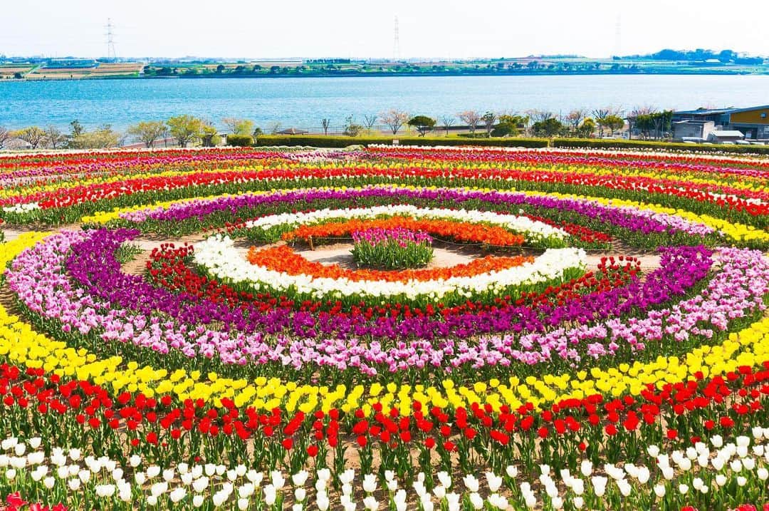 のインスタグラム：「【Follow us! @thegate_japan】 THE GATE is a website for all journeys in Japan. Follow @thegate_japan for japan travel inspiration! . Sante Park Tahara(#サンテパルク田原) is an agriculture-themed park🌼✨💐 . Here, you can experience farming, have fun with animals, try flower arranging and more. . The Sante Garden is beautiful throughout the year too. You can feel summer through your skin when the sunflower and lavender fields blossom, and come back again the fall for the cosmos flowers. . Check more information about Japan. →@thegate_japan . #Japan #thegate_japan #Aichi #Tahara #travel #exploring #thegate #thegate_spring #visitjapan #sightseeing #ilovejapan #triptojapan #beautifulflowers #flowers #gardens #nature #beautifulnature #spring #springseason #springseason #aichi #park #themepark #flowerpark #lavenders #blossom #cosmosflower」