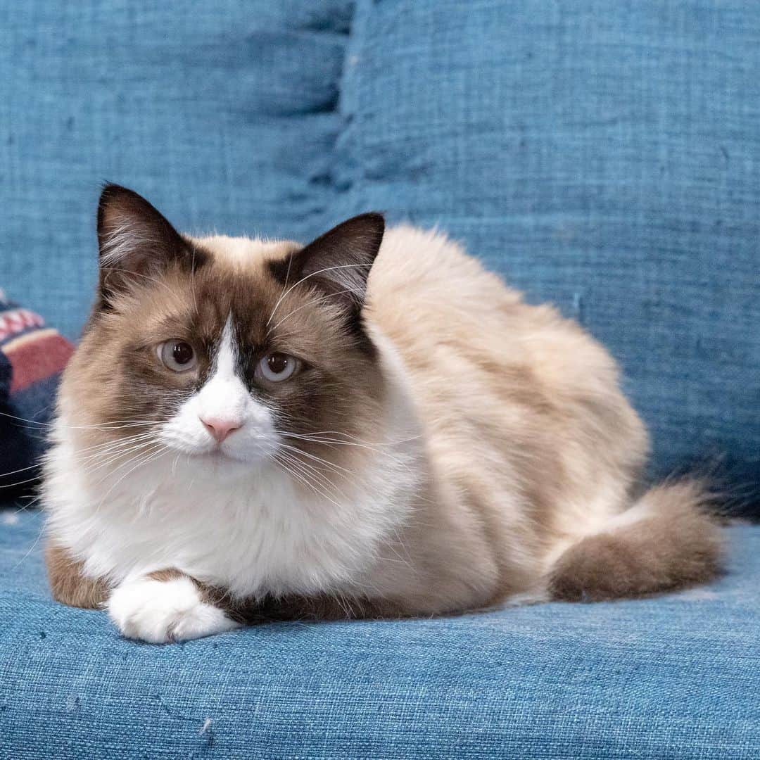 マアルのインスタグラム：「フライちゃん🐈 #北海道 #旭川市 #ペットシッター #猫 #cat」