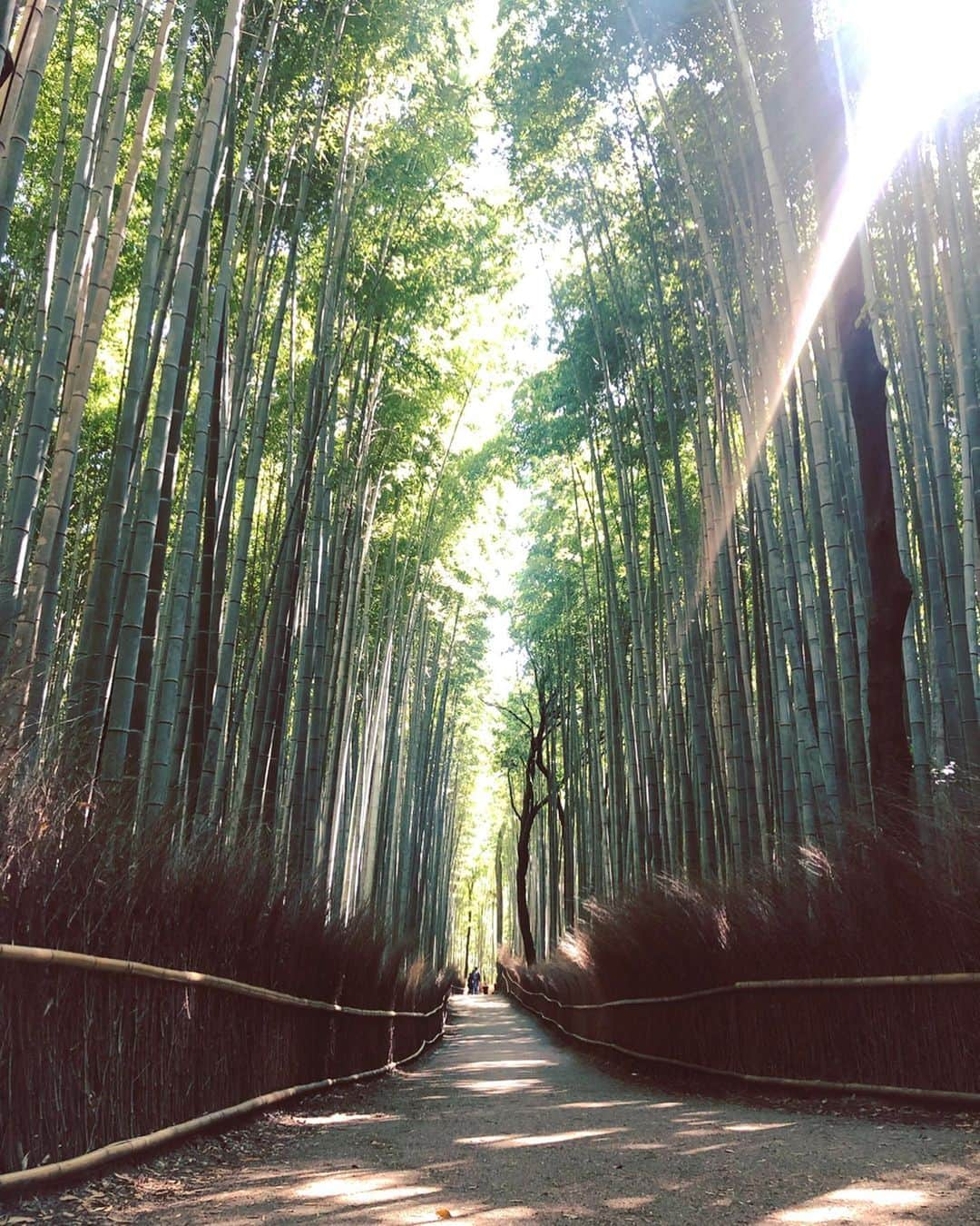 若森さちこのインスタグラム