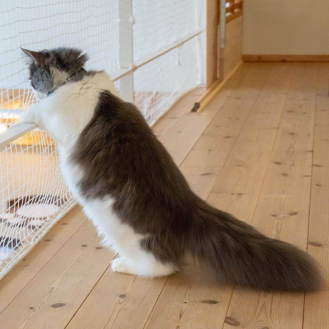 マアルさんのインスタグラム写真 - (マアルInstagram)「イブちゃん🐈 #北海道 #旭川 #ペットホテル #猫 #ノルウェージャンフォレストキャット #cat #norwegianforestcat」5月9日 19時14分 - psmaaru