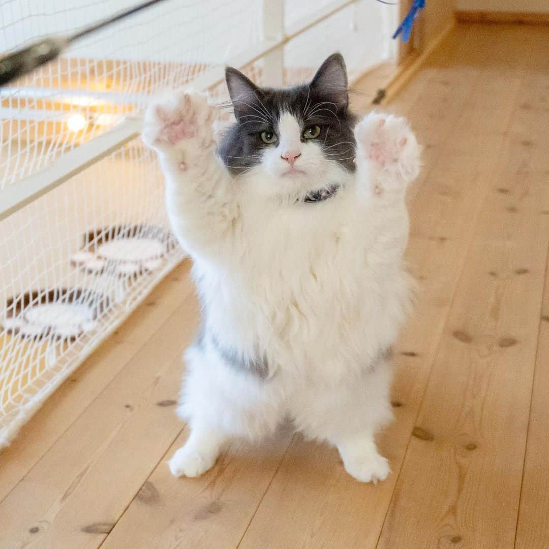 マアルのインスタグラム：「イブちゃん🐈 #北海道 #旭川 #ペットホテル #猫 #ノルウェージャンフォレストキャット #cat #norwegianforestcat」
