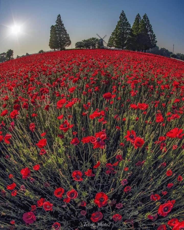 花の写真館のインスタグラム：「Photo by @tetsu_photo2.⠀ https://instagram.com/tetsu_photo2/⠀ .⠀ Original Post[投稿頂いたURL]⠀ https://www.instagram.com/p/BjWGjoqABwo/⠀ .⠀ 本アカウントは、 #私の花の写真 をつけてInstagramに投稿された皆さまの花の写真や、「花の写真館」Facebookページで投稿された花の写真を紹介します。⠀ 「花の写真館」Facebookページは、「 @floral.photograph 」のプロフィールにあるURLからご覧ください。⠀ .⠀ #花の写真館 #floralphotograph #floralphoto #flower #flowers #富士フイルム #FUJIFILM⠀ Follow: @floral.photograph」