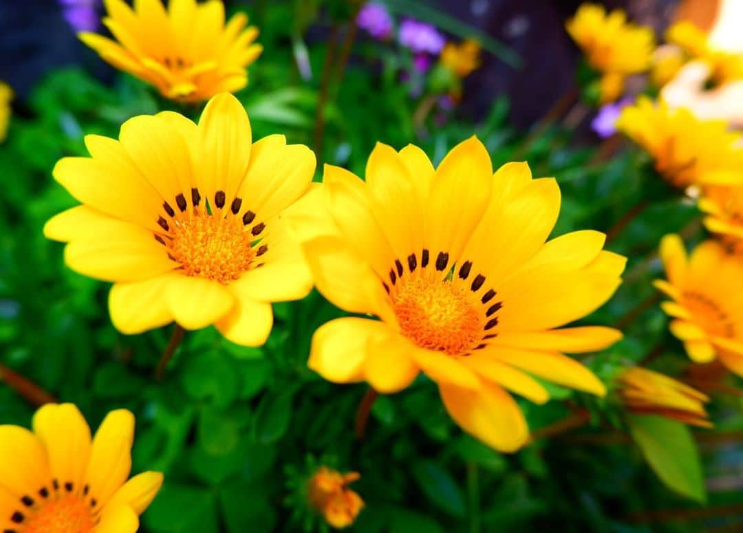 中島安里紗さんのインスタグラム写真 - (中島安里紗Instagram)「晴れた日にお花見たら最高に幸せ気分になる💐✨ #花が好き #晴れが好き #幸せ #flower #happy #sunny」5月9日 19時24分 - arisa__nakajima