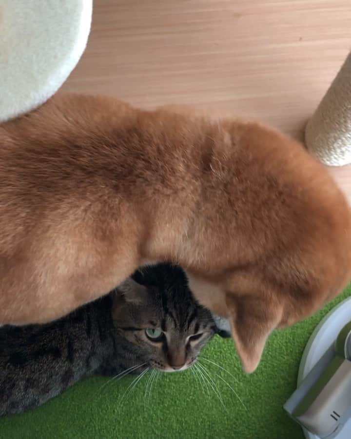 のインスタグラム：「. Annoying😅 Yu🐶Toro🐱 . #おやすみなさい #グルーミング？ #なんか違う #とりあえずしつこい #舐め方が雑 #舐め方が強め #優しくやればとろも喜ぶのに😓 #ゆうの重たい愛情シリーズ」