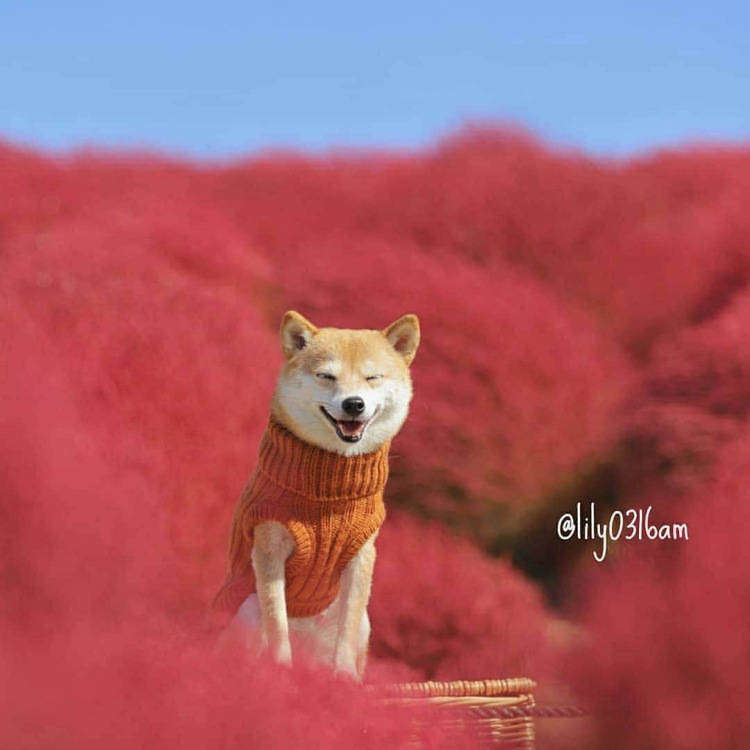 9GAGさんのインスタグラム写真 - (9GAGInstagram)「What a day, what a lovely day! - 📸 @lily0316am - #doge #shibainu #picnic #9gag」5月9日 19時41分 - 9gag