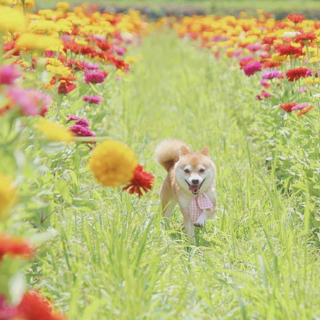 9GAGさんのインスタグラム写真 - (9GAGInstagram)「What a day, what a lovely day! - 📸 @lily0316am - #doge #shibainu #picnic #9gag」5月9日 19時41分 - 9gag