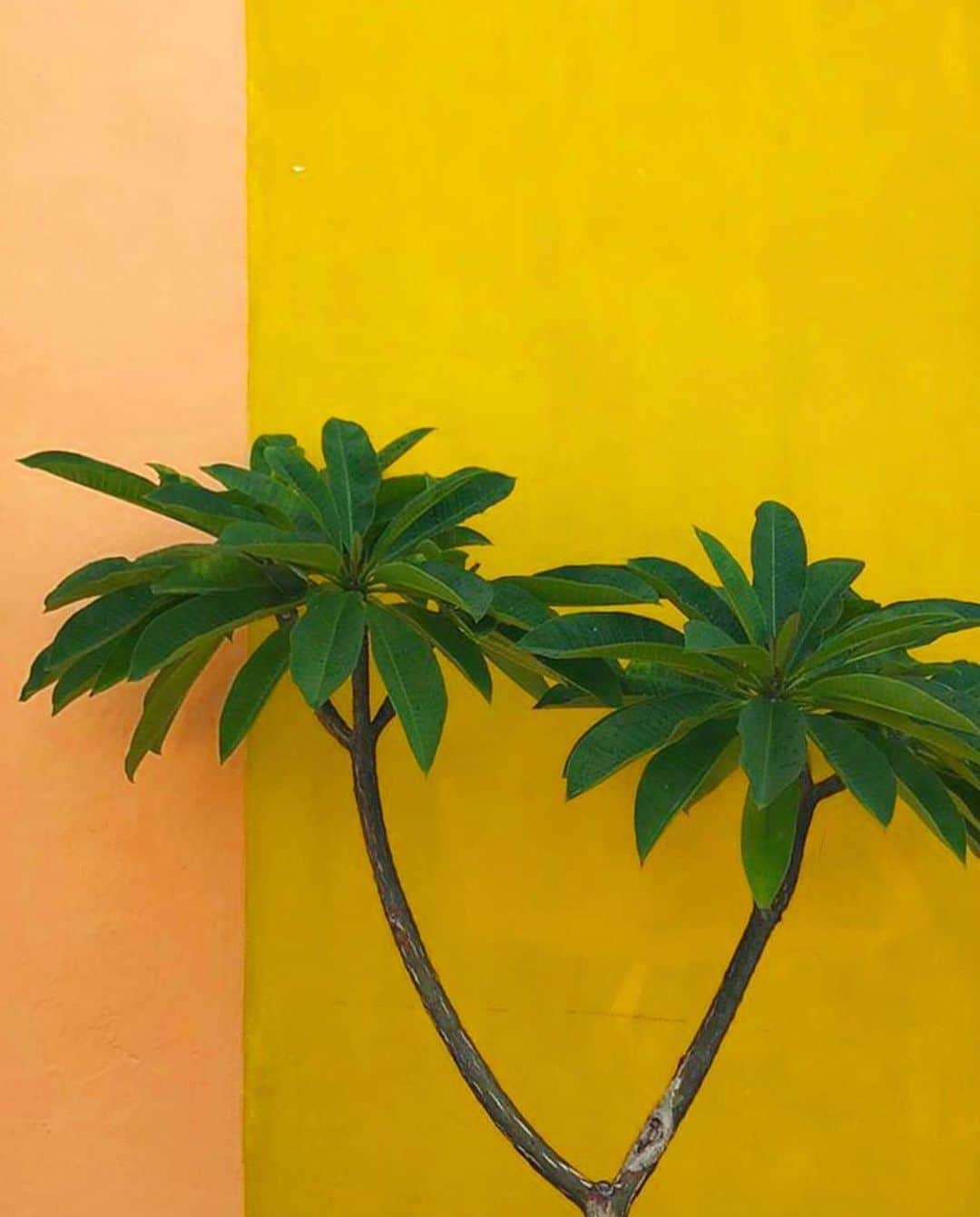 サーフバザーのインスタグラム：「☀️ 🌱 Gardening day at #bazaarshop #colors #plants #inspiredbynature #oaxaca  #rg @threadcaravan . . #surfbazaar #Montauk」