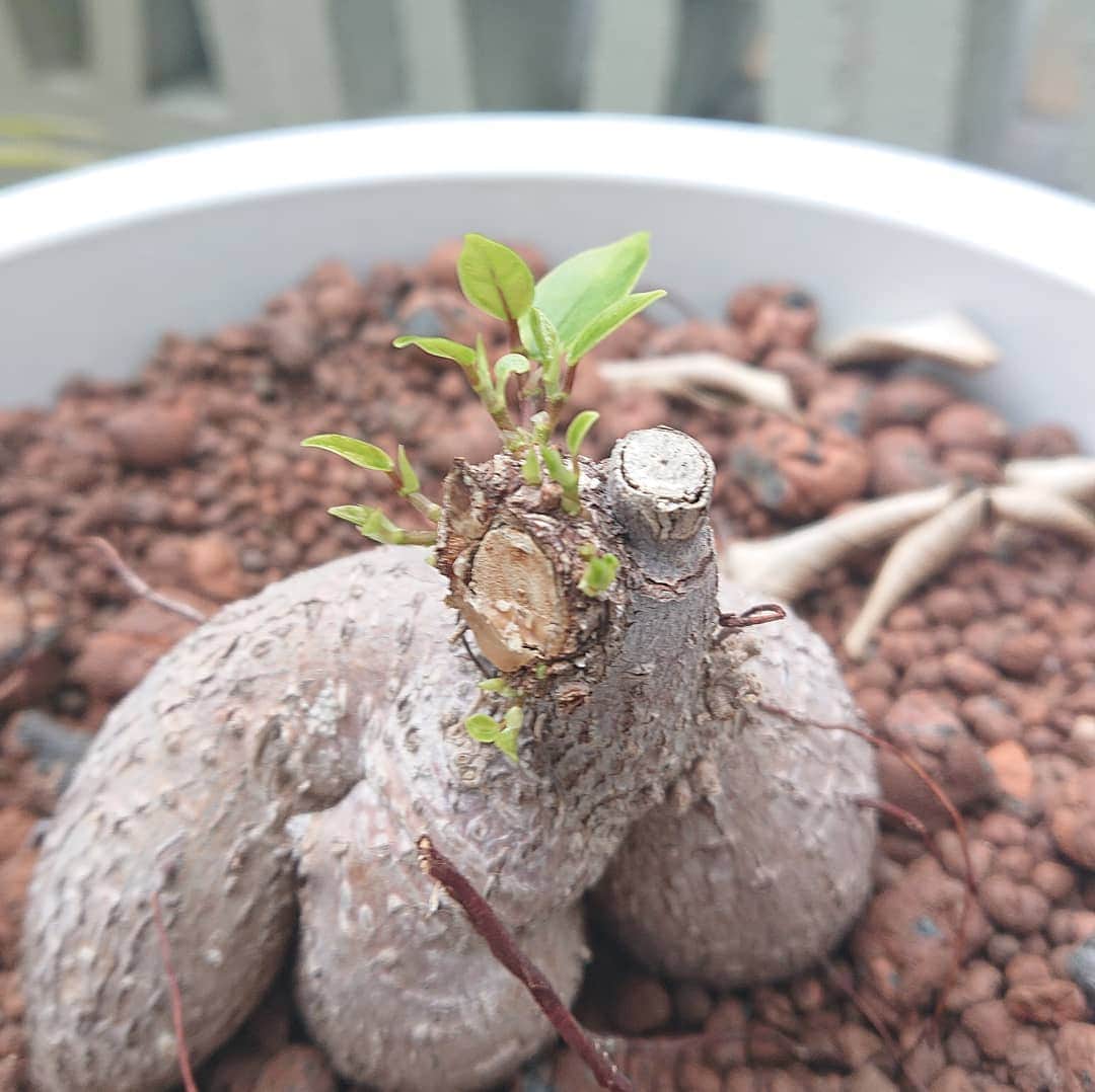 ESTINATE HOTELのグルメインスタ