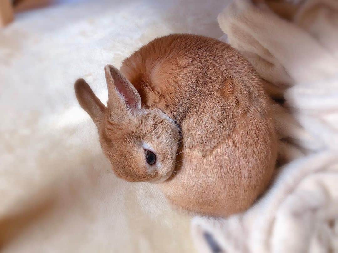 ラン?さんのインスタグラム写真 - (ラン?Instagram)「もふもふ(っ^ω^c)モフ曜日♡  換毛期でお背中ぼこぼこモサモサ… (・ω・`)お手入れしなきゃ。  今朝は寒くて、毛布出してエアコン暖房にしたよ(っ ◜ω◝ c) そして、夜も暖房☺️ ☆ #うさぎ #ネザーランドドワーフ #rabbit #bunny #bunnystagram  #rabbitstagram  #cute  #かわいい #ふわもこ部  #もふもふ  #zip写真部  #アニマル写真部 #instagramjapan #netherlanddwarf #うさぎと暮らす  #うさぎのいる暮らし #癒し #kawaii #ランちゃん  2019.05.09」5月9日 20時03分 - mofumofuusako