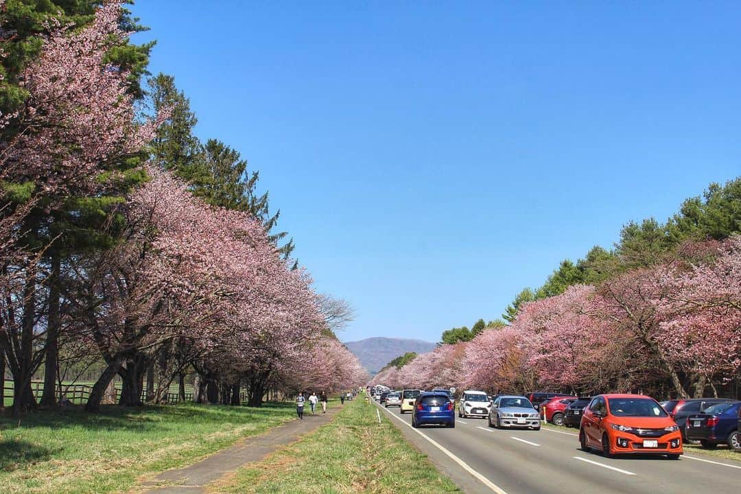 sayoko_betseyさんのインスタグラム写真 - (sayoko_betseyInstagram)「Walking along the 7 kilometers long road surrounded by cherry blossoms🌸 . . 今年はやっと静内二十間道路の桜並木を見に行けました♡ 約7キロもこの真っ直ぐな道に桜並木が続いてるという、いかにも北海道らしい桜スポット  桜の周りは競走馬達の牧場になってて、馬たちは広々とした景色の中で暮らしてました🐎 . GWだったから見ての通り車の量が凄かったし、駐車場に停めてずっと歩いてみたよ。 天気も良くて、桜と馬のコラボも最高の癒し♡ . . 今年の夏の週末野心は、十勝で乗馬する事🐎☀️ 想像しただけで楽しいのぉ（´-`）.｡oO なつぞらの影響もありww そして馬が全力で走ってる姿を見てみたくなりました。北海道で競馬場行ってみるか？？ .  #shizunai #hokkaido #hokkaidolikers #cherryblossom #discoverhokkaido #静内二十間道路桜並木 #静内 #桜並木 #北海道 #北海道旅行 #週末野心 #一本道 #北海道に恋してる #なつぞら #タビジョ」5月9日 20時07分 - sayoko_betsey