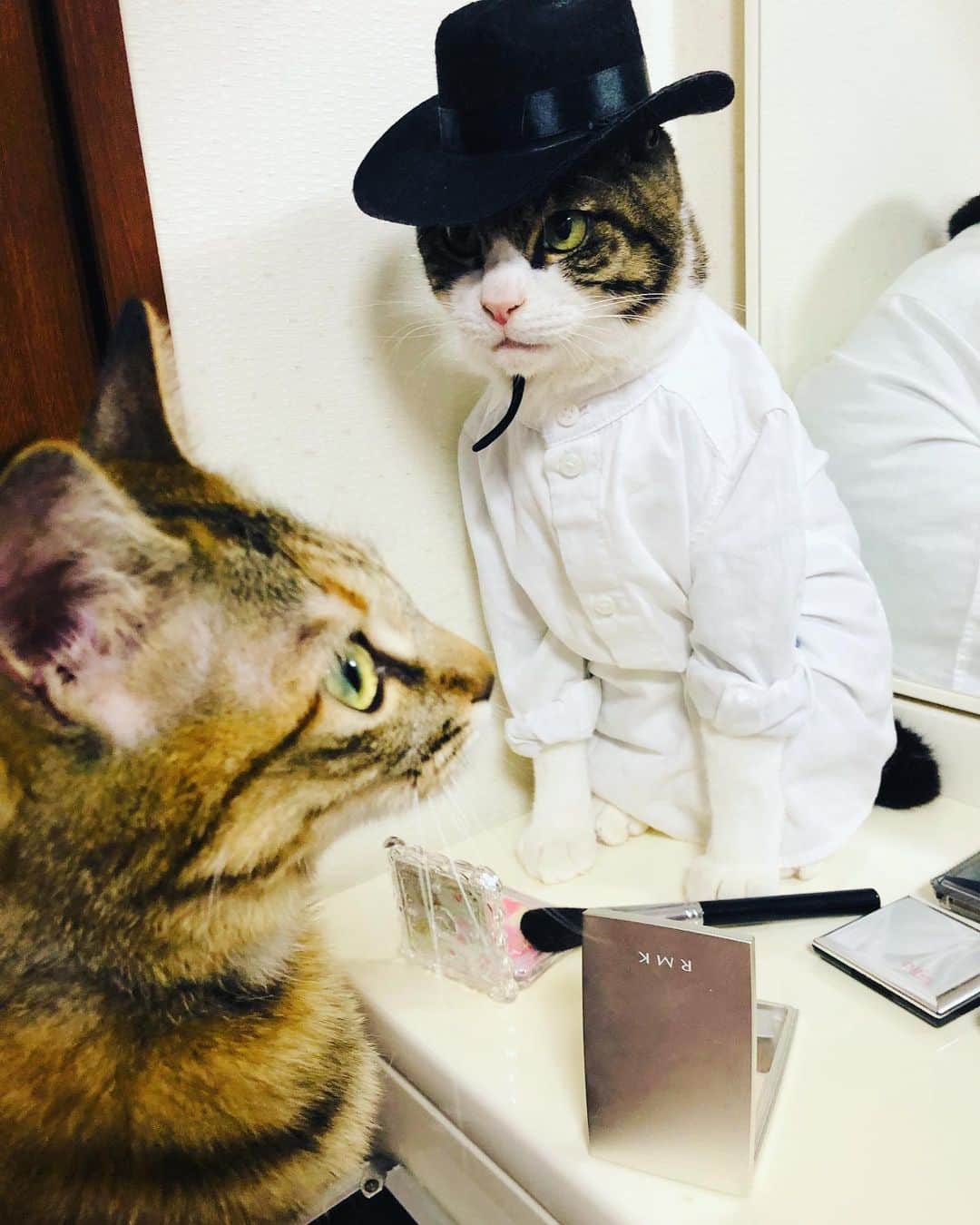 マロさんのインスタグラム写真 - (マロInstagram)「💄メイクの日💄 ▶️SWIPE 『メイ（May）ク（9)』と読む語呂合わせから制定されたそうです。 May 9 is the day of Makeup in Japan. ☆ いつもコメントありがとうございます😸🙏💞 返信出来ない時が多くてすみません🙇‍♀️ 全て拝見しています🐾 ☆ Thank you for your kind comments😸🙏💞 I'm sorry that I couldn't reply. ☆ #cat#cats#catsofinstagram#😻 #sweetcatclub#japaneseculture  #makeup#makeupartist#にゃんこ #ねこ#ネコ#猫#ねこ部#ふわもこ部  #みんねこ#今日は何の日#メイク #メイクの日#メイクアップアーティスト#キジトラ白#キジトラ#化粧品 #猫との暮らし」5月9日 20時08分 - rinne172