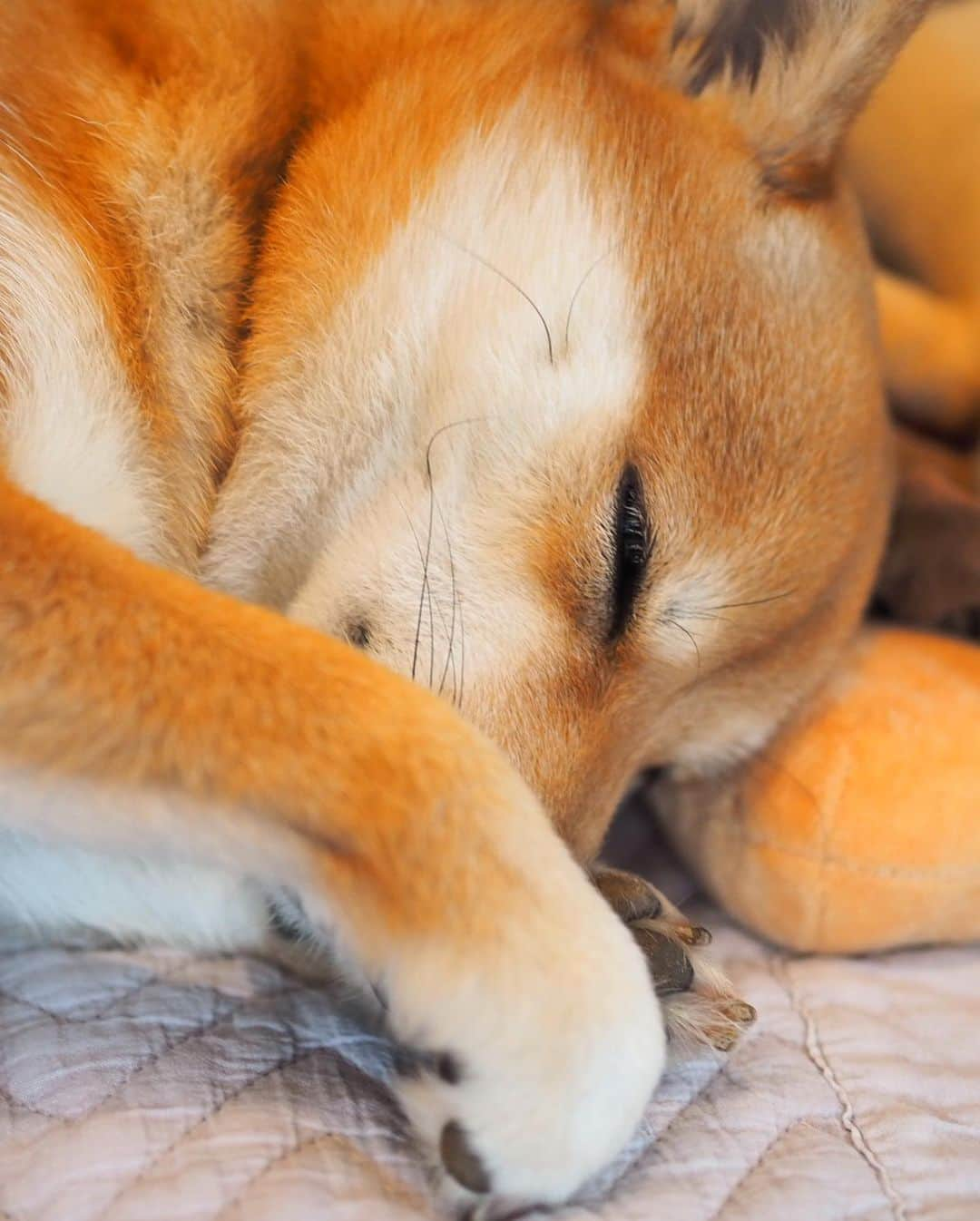 豆柴にこちゃんさんのインスタグラム写真 - (豆柴にこちゃんInstagram)「🐶 寝にこ。 鼻に手を添えて寝るのなんなん。 マズルを守ろうとしてるの？ . #パパは寝てるとき必ずズボンに手を入れてる . #柴犬#豆柴#pecoいぬ部#犬#わんこ#犬#ここ柴部#shibainu#dog#mameshiba#pecotv#dog#いぬのきもち部#しばいぬ#しばけん#こいぬ#シバイヌ#いぬ#イヌ#赤柴#マメシバ#ペット#日本犬#子犬#puppy#doggo#pet」5月9日 20時23分 - nikochan.mame48