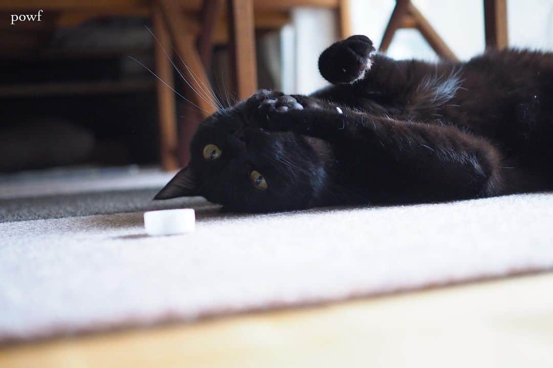 anemone_69さんのインスタグラム写真 - (anemone_69Instagram)「. ペットボトルのキャップで遊ぶキョウジュ。 . . #ハカセとキョウジュ #blackcat #黒猫 #cat #猫 #保護猫 . . .」5月9日 20時15分 - powf