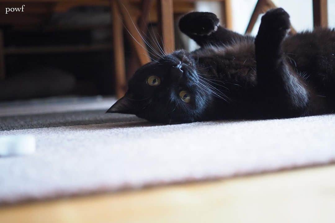 anemone_69のインスタグラム：「. ペットボトルのキャップで遊ぶキョウジュ。 . . #ハカセとキョウジュ #blackcat #黒猫 #cat #猫 #保護猫 . . .」