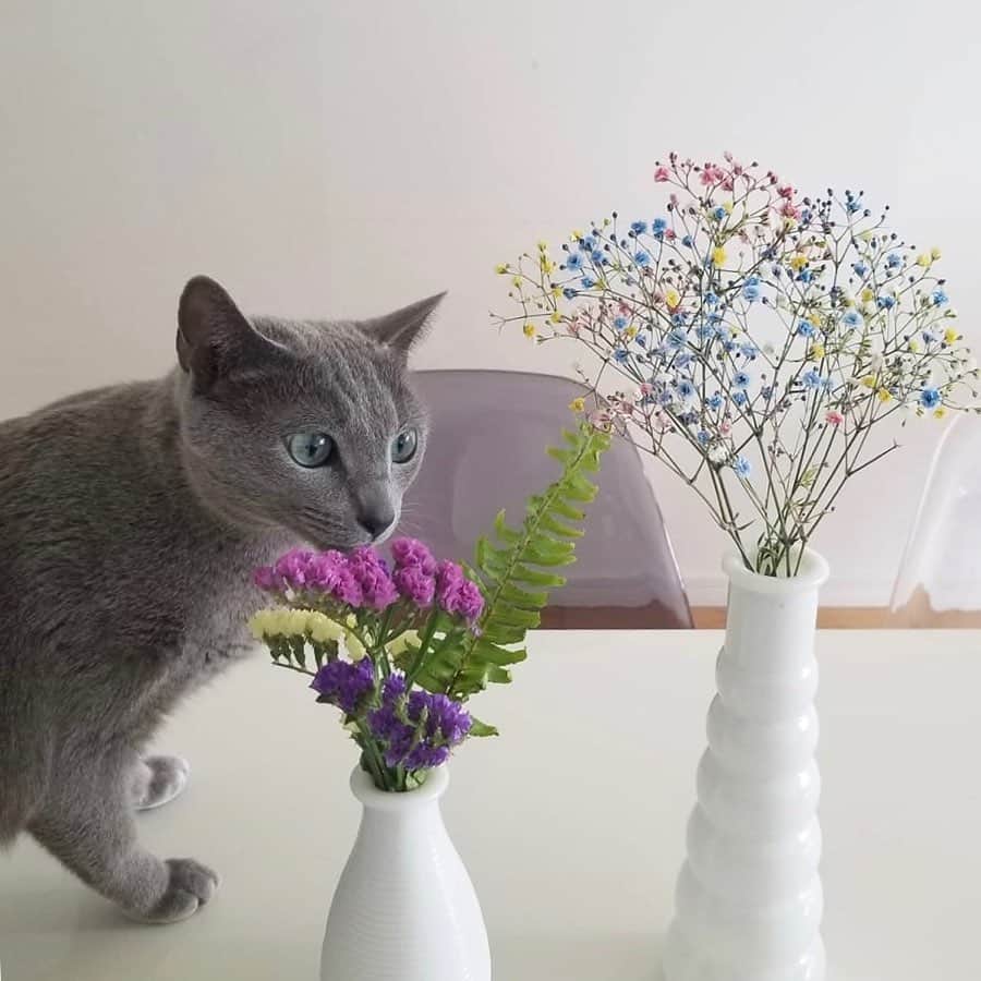 Bloomee LIFEさんのインスタグラム写真 - (Bloomee LIFEInstagram)「いつも自分で買うと似たり寄ったりのお花になりがちだけど、 これは定期便なので何が届くのかわからないのでワクワクドキドキ💓 どんなのが来るのか楽しみが増えます💕  bibi&sobiも色鮮やかなお花に興味津々🐈💕 ・ Special Thanks Photo by⠀ @chisato043 ・ とてもかわいい猫さんと一緒に💛 ホワイトベースの花瓶が色付きのかすみ草の 可愛らしさを引き立たせてくれています♪ まるで物語の一コマのような、すてきな空間…💐 ・ 豪華プレゼントが当たる投稿キャンペーンも実施中🎉 --- ありがとうの気持ちを、お花のお便りで。 --- Bloomee LIFEではお母さんへのありがとうの気持ちを「お花のお便り＝#ママラブレター 」でお届けします💌 素敵な#ママラブレター をご投稿してくださった方の中から抽選で 【合計100本のカーネーションブーケ🌹】をペア5組10名様にプレゼント🎁 ・ 詳しくは下記をチェック👌 ↓↓↓ ・ 💓母の日を想う全ての人に感動を💓 5月12日は母の日。 Bloomee LIFEは、あなたの大切なお母さんへの想いを「お花のお便り」でお運びします💐 ・ ■プレゼント：投稿キャンペーンに参加した方の中から抽選で、ペア5組10名様に【合計100本のカーネーションブーケ🌹】をプレゼント！ ペアで貰えるからお母さんと2人でお花を楽しむことができます☺️ ■参加方法： ①@bloomeelife をフォロー ②赤いカーネーションの画像 または Cath Kidston母の日限定ボックスの画像を用意 ③#ママラブレター #bloomeelife を付けてテーマに沿ったエピソードを投稿 ■投稿テーマ：投稿テーマは期間によって異なります👌 第1弾：《4/12-4/22》普段伝えられないお母さんへの感謝の気持ち 第2弾：《4/23-5/2》お母さんの好きなところ 第3弾：《5/3-12》お母さんと一緒にしたいこと ・ 当選者の方にはbloomee LIFE 公式アカウントよりDMにてご連絡させていただきます💌 ・ #bloomeelife#ブルーミーライフ#母の日#母の日プレゼント#カーネーション#母の日ギフト#花のある生活#花好きな人と繋がりたい#おうち時間#花部#花写真#花のあるくらし#花のある暮らし#花が好き#花を飾る#暮らし#暮らしを楽しむ#日々の暮らし#お花のある暮らし#花と猫#ねこのいる生活#カラーかすみ草#かすみ草#ナチュラルインテリア#カラフルブーケ#花瓶#フラワーアレンジ#フラワーベース」5月9日 20時17分 - bloomee