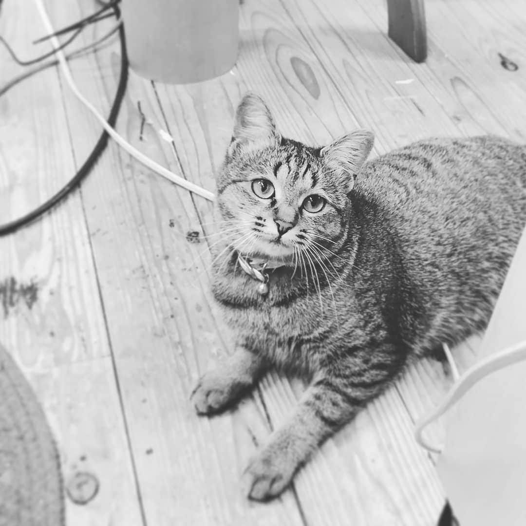 高口里純さんのインスタグラム写真 - (高口里純Instagram)「カムさん🐱一服。それにしても、事務所の床よ！😖トーンカス満載…  #猫#ねこすたぐらむ #にゃんすたぐらむ #キジトラ#事務所にて  #cat#kitty#pet#office」5月10日 2時21分 - takaguchijay