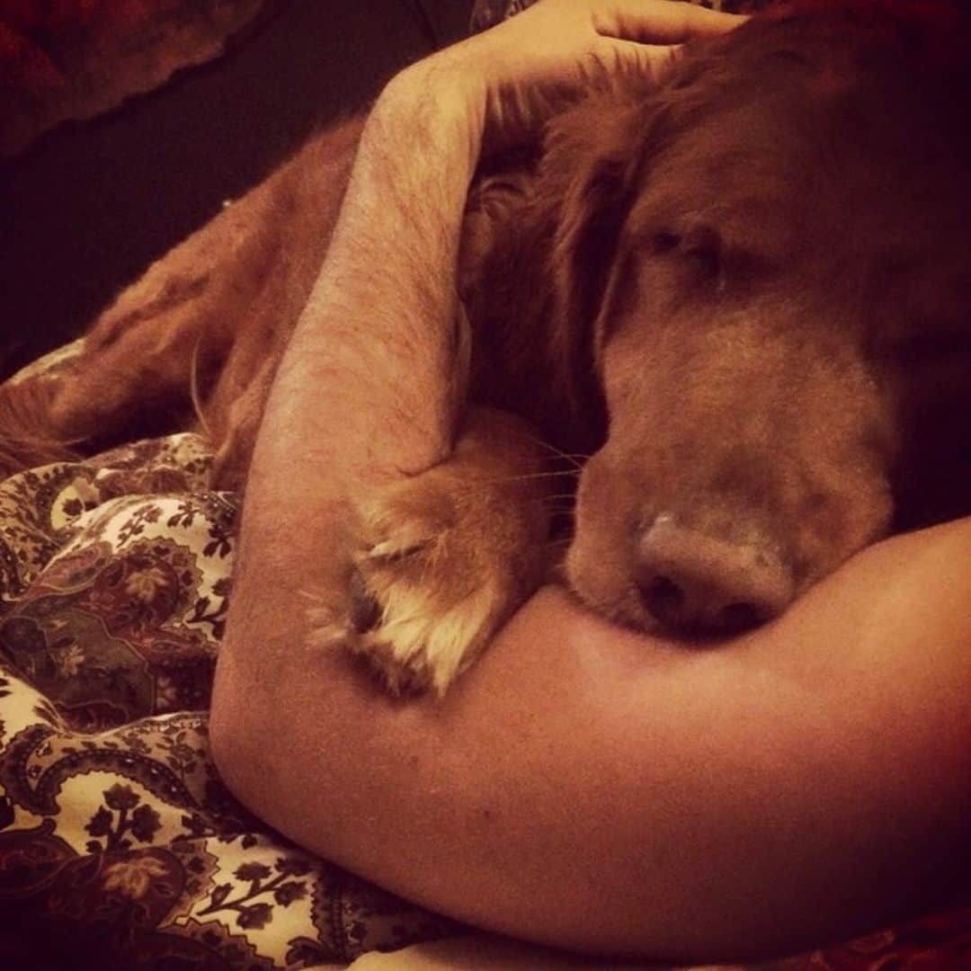 ローガン・ハフマンのインスタグラム：「I’ve been quiet lately. I have been grappling with posting something so deeply personal. 11 1/2 years ago I found my familiar, my best friend. He was born in Alabama. Protecting me when I was a young man in New York. Played in the deepest creeks of Vancouver British Columbia he kept me smiling when I was at my darkest.  He played in the summer rain in Florida, He traveled route 66. He hiked every trail in sunny California. He kept the one I love safe in Yosemite from Bears.  He spent his golden years in the place of my birth IIndiana. If you had the pleasure to know him, he loved you very much. What more can I say about my boy Kentucee The purest soul. It was meant to be you and me buddy. Love you Eternally and we will see each other again.  You’re a good boy Kentucee, good boy.」