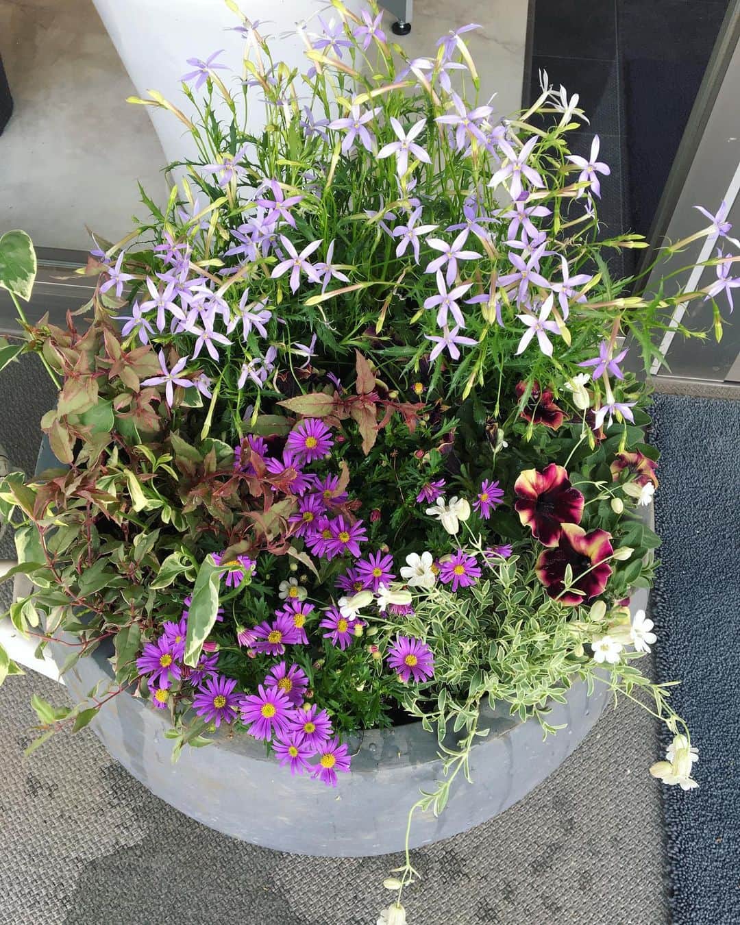 MILLE ECLAT.さんのインスタグラム写真 - (MILLE ECLAT.Instagram)「グランディアホームさんの寄せ植えのお色直しです☺︎ . お花でお客様をお迎えします♡ . 明日から母の日に向けて頑張ります！ . 吉田でした☺︎」5月9日 21時07分 - mille_eclat