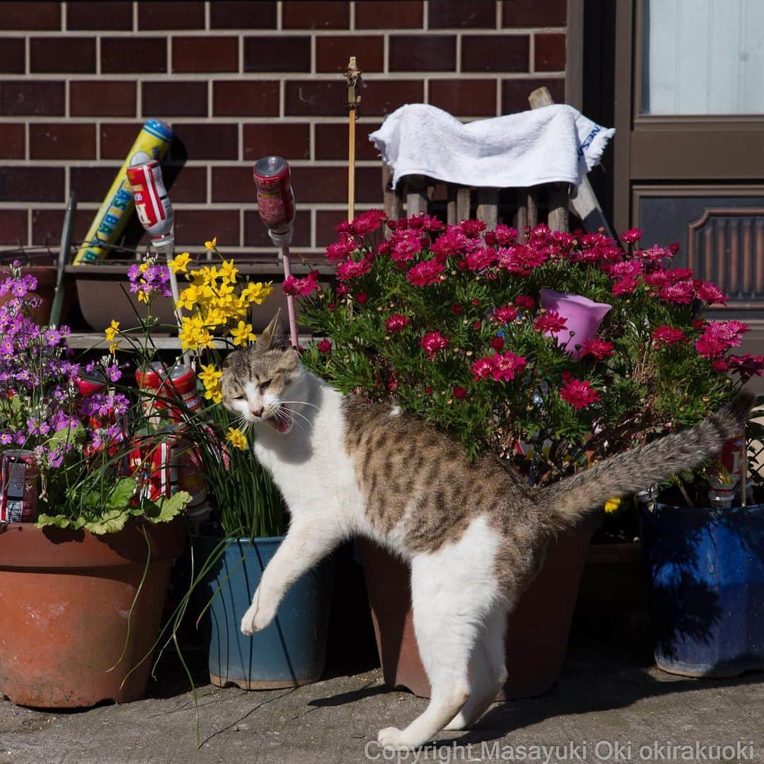 Masayukiさんのインスタグラム写真 - (MasayukiInstagram)「思ってた香りとちがう。  #cat #ねこ」5月9日 20時59分 - okirakuoki