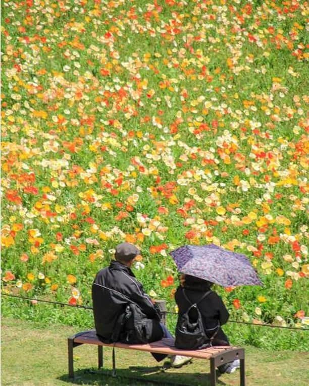 Shangri-La Hotel, Tokyoさんのインスタグラム写真 - (Shangri-La Hotel, TokyoInstagram)「今週末のご予定はお決まりですか。埼玉県の国営武蔵丘陵森林公園では、黄色、オレンジ、白色が可愛らしいアイスランドポピーが見頃です。シャングリ・ラ ホテル 東京隣の東京駅からは新幹線、電車、または車より日帰りで行ける距離です。@ka_zoo111  Do you have any plans for this weekend? In Musashi Kyūryō National Government Park on the Hiki Hills of Namegawa town in Saitama, Icelandic poppies in yellow, orange and white brighten up the landscape. The region is an easy day by car or by Shinkansen from Tokyo Station, right next to Shangri-La Hotel, Tokyo! @ka_zoo111  ___________________ #シャングリラ東京 #東京 #銀座 #丸の内 #東京ホテル #ラクジュアリーホテル #ポピー #国営武蔵丘陵森林公園 #shangrila #shangrilatokyo #Tokyo #Marunouchi #Ginza #LuxuryHotel #TokyoHotel #poppyflower #nationalpark」5月9日 21時00分 - shangrila_tokyo