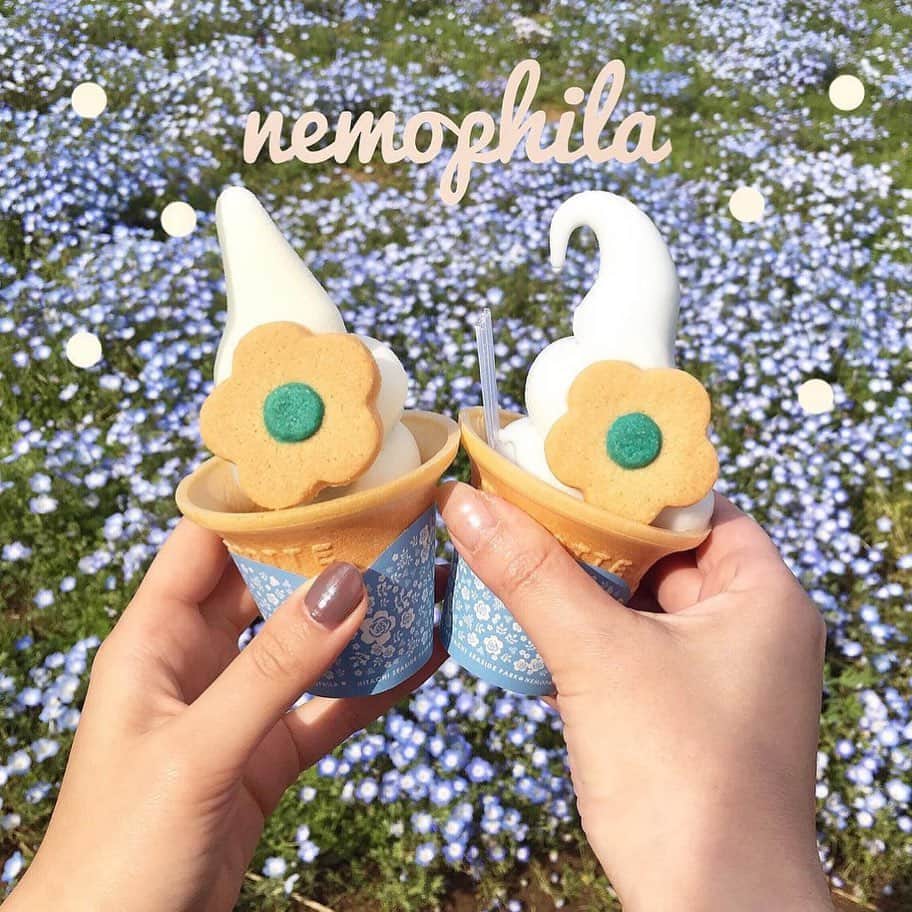 Nom de plumeさんのインスタグラム写真 - (Nom de plumeInstagram)「ネモフィラが満開の季節💖﻿ ﻿ ネモフィラ畑で、﻿ ネモフィラソフトが﻿ 食べたい🙈🍦﻿ ﻿ 各地で食べれる、﻿ ネモフィラソフトをチェック☝️﻿ ﻿ (2-4枚目)﻿ 🧚‍♀️国営ひたちなか海浜公園﻿ ミニコーンにクッキー付き🍪﻿ ﻿ (5枚目)﻿ 🧚‍♀️舞洲シーサイドパーク﻿ ﻿ (6枚目)﻿ 🧚‍♀️花夢の里ロクタン﻿ ﻿ ﻿ ﻿ 🎀photo by 🎀﻿ @h__princess215  @ninaaa_0304  @__6_1_0__  @f__startgram  @na_neko7 ﻿ ◇◇◇◇◇◇◇◇◇◇◇◇◇◇◇◇◇◇◇◇◇◇◇◇◇◇◇◇◇﻿ ﻿ #nomdeplume #ネモフィラ #ネモフィラ畑 #世羅高原農場 #花夢の里 #ネモフィラソフト #舞洲シーサイドパーク #ネモフィラ祭り #ネモフィラの丘 #ひたちなか海浜公園」5月9日 21時01分 - nomde_official