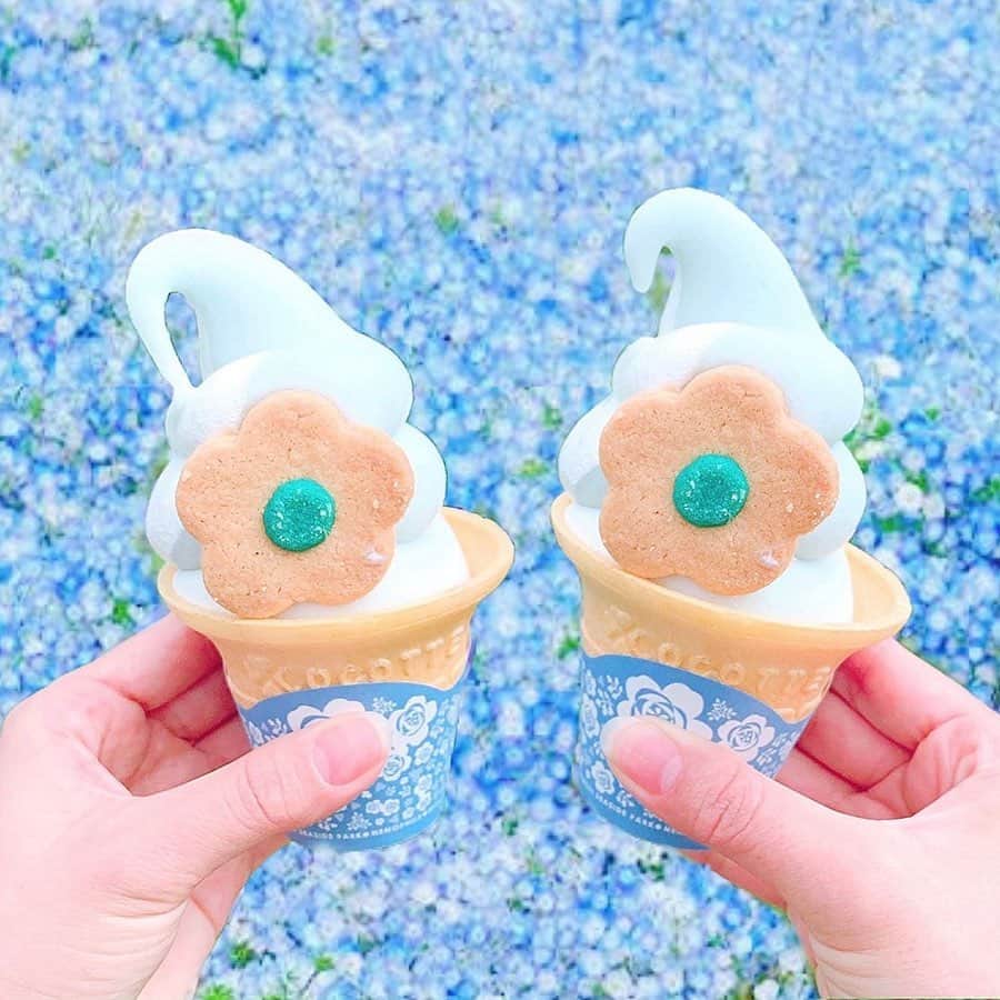 Nom de plumeさんのインスタグラム写真 - (Nom de plumeInstagram)「ネモフィラが満開の季節💖﻿ ﻿ ネモフィラ畑で、﻿ ネモフィラソフトが﻿ 食べたい🙈🍦﻿ ﻿ 各地で食べれる、﻿ ネモフィラソフトをチェック☝️﻿ ﻿ (2-4枚目)﻿ 🧚‍♀️国営ひたちなか海浜公園﻿ ミニコーンにクッキー付き🍪﻿ ﻿ (5枚目)﻿ 🧚‍♀️舞洲シーサイドパーク﻿ ﻿ (6枚目)﻿ 🧚‍♀️花夢の里ロクタン﻿ ﻿ ﻿ ﻿ 🎀photo by 🎀﻿ @h__princess215  @ninaaa_0304  @__6_1_0__  @f__startgram  @na_neko7 ﻿ ◇◇◇◇◇◇◇◇◇◇◇◇◇◇◇◇◇◇◇◇◇◇◇◇◇◇◇◇◇﻿ ﻿ #nomdeplume #ネモフィラ #ネモフィラ畑 #世羅高原農場 #花夢の里 #ネモフィラソフト #舞洲シーサイドパーク #ネモフィラ祭り #ネモフィラの丘 #ひたちなか海浜公園」5月9日 21時01分 - nomde_official