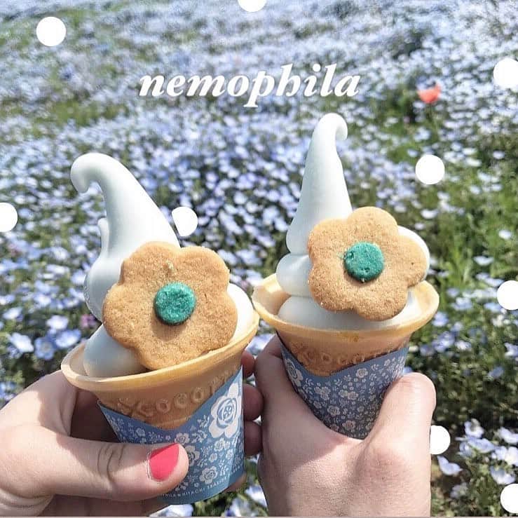 Nom de plumeさんのインスタグラム写真 - (Nom de plumeInstagram)「ネモフィラが満開の季節💖﻿ ﻿ ネモフィラ畑で、﻿ ネモフィラソフトが﻿ 食べたい🙈🍦﻿ ﻿ 各地で食べれる、﻿ ネモフィラソフトをチェック☝️﻿ ﻿ (2-4枚目)﻿ 🧚‍♀️国営ひたちなか海浜公園﻿ ミニコーンにクッキー付き🍪﻿ ﻿ (5枚目)﻿ 🧚‍♀️舞洲シーサイドパーク﻿ ﻿ (6枚目)﻿ 🧚‍♀️花夢の里ロクタン﻿ ﻿ ﻿ ﻿ 🎀photo by 🎀﻿ @h__princess215  @ninaaa_0304  @__6_1_0__  @f__startgram  @na_neko7 ﻿ ◇◇◇◇◇◇◇◇◇◇◇◇◇◇◇◇◇◇◇◇◇◇◇◇◇◇◇◇◇﻿ ﻿ #nomdeplume #ネモフィラ #ネモフィラ畑 #世羅高原農場 #花夢の里 #ネモフィラソフト #舞洲シーサイドパーク #ネモフィラ祭り #ネモフィラの丘 #ひたちなか海浜公園」5月9日 21時01分 - nomde_official