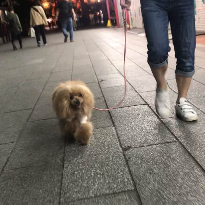 Toypoodle Mikuru?Asakusa Tokyoのインスタグラム：「20190509 Thursday. Goodnight ✨ パパとよるんぽ😄 . 浅草寺仲見世通り歩いてるだけ動画💧 . #よるんぽ #仲見世通り #楽しそうなみくるん」