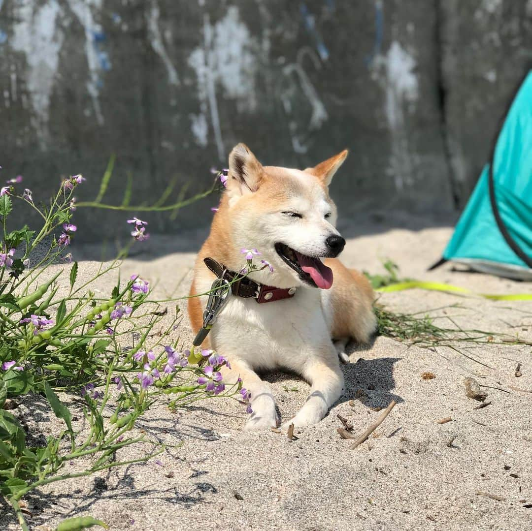 柴犬リリコさんのインスタグラム写真 - (柴犬リリコInstagram)「GWあれこれ🐶 波🌊も無く、Kちゃまでも安心して遊べるビーチ🧒🏻✨ 🏖 #多々良浜」5月9日 21時36分 - ke_rock_