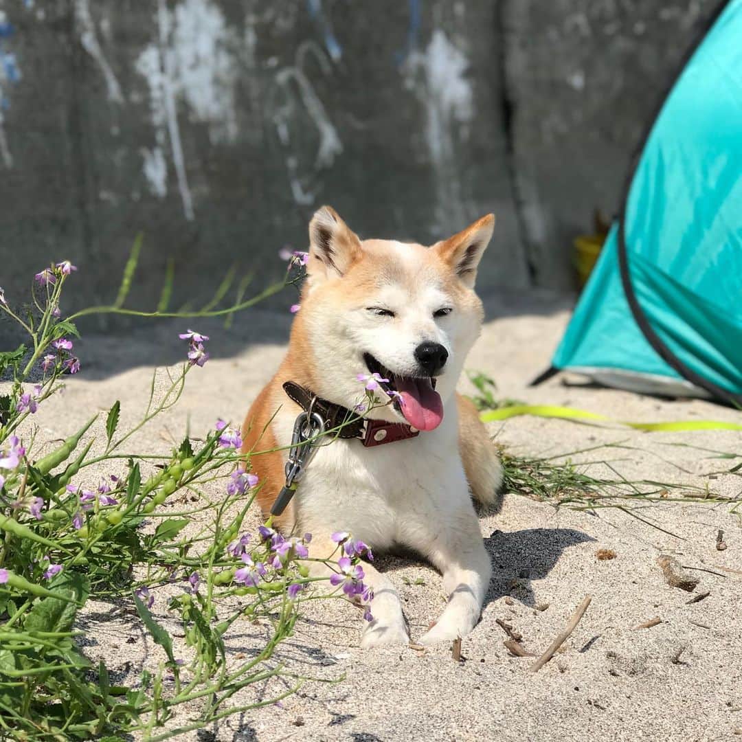 柴犬リリコさんのインスタグラム写真 - (柴犬リリコInstagram)「GWあれこれ🐶 波🌊も無く、Kちゃまでも安心して遊べるビーチ🧒🏻✨ 🏖 #多々良浜」5月9日 21時36分 - ke_rock_