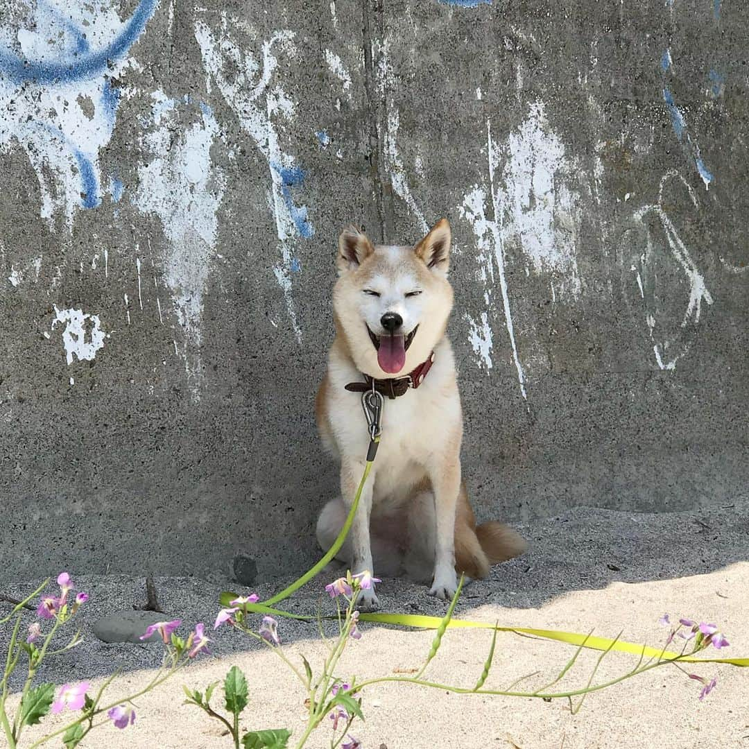 柴犬リリコのインスタグラム