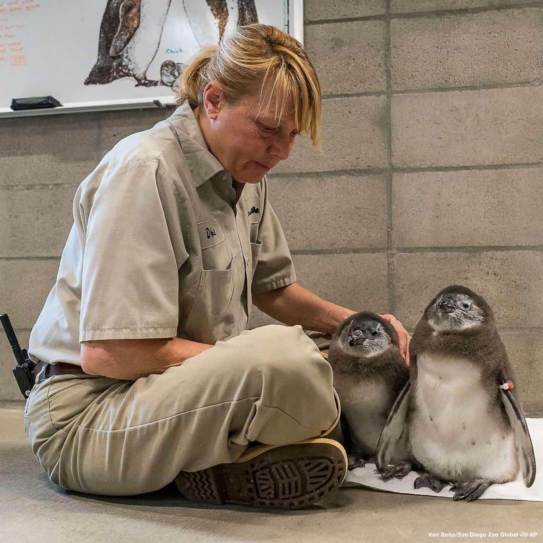 ABC Newsさんのインスタグラム写真 - (ABC NewsInstagram)「Meet San Diego Zoo's two new arrivals: a pair of endangered African penguin chicks. #penguins #animals #zoo」5月9日 21時38分 - abcnews