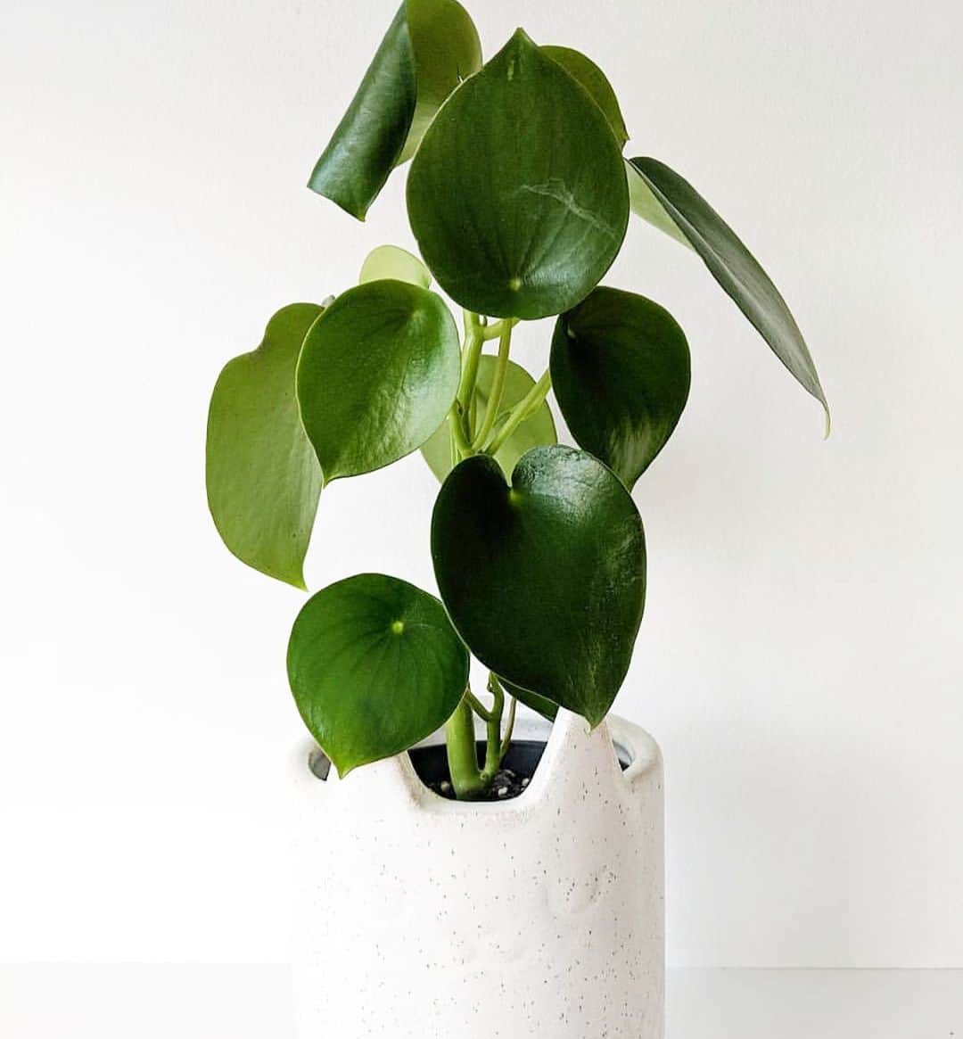 The Louunのインスタグラム：「Good morning 🌿😊 #raindrop #peperomia available now at our online store!! 📦🌿📦😊」