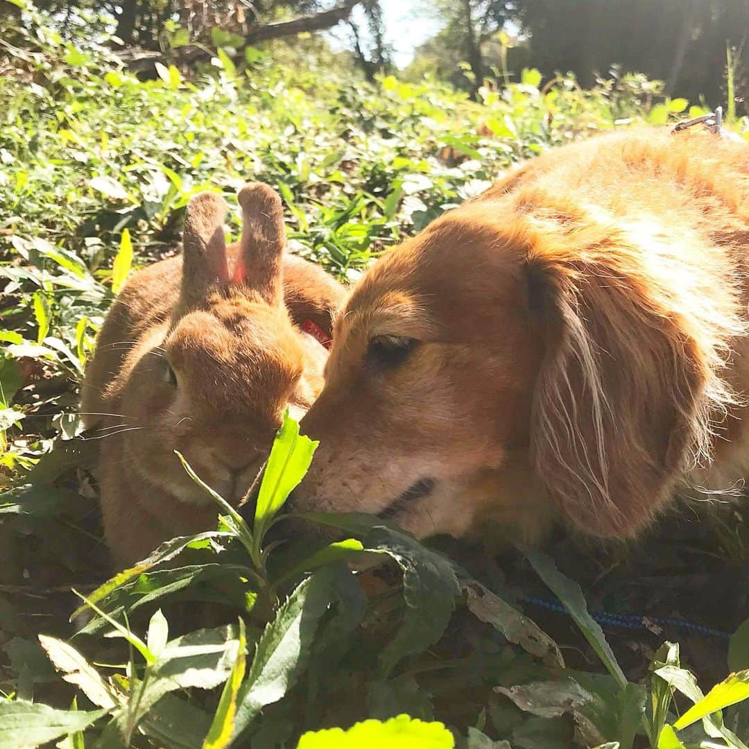 Chieko Shibutaさんのインスタグラム写真 - (Chieko ShibutaInstagram)「たろー🐶＆うじゃこ🐰 地方☀️ さんぽ🌱 たろー！ 一緒に 仲良く サラダバー🥗 モリモリいきましょう⤴︎ 美味しい😋🐰✨ 💕✨🐶🍀🐰✨💕 #dachshund #dachshunds #dachshundlove #dog #dogs #doglove #instadog #instagram #instagood #pet #pets #petsagram #cute #cutepe #cutepet #cutedog #cuteanimals #likes #09076999576 happy #smile #rabbit #ラビット #ミニュチュア #ミニュチュアダックス  #ミニュチュアダックスフント #うさぎ部 #うさぎ #ダックス #ダックスフンドロングヘアー#ねざーらんどわーふ」5月9日 21時51分 - chieko.81