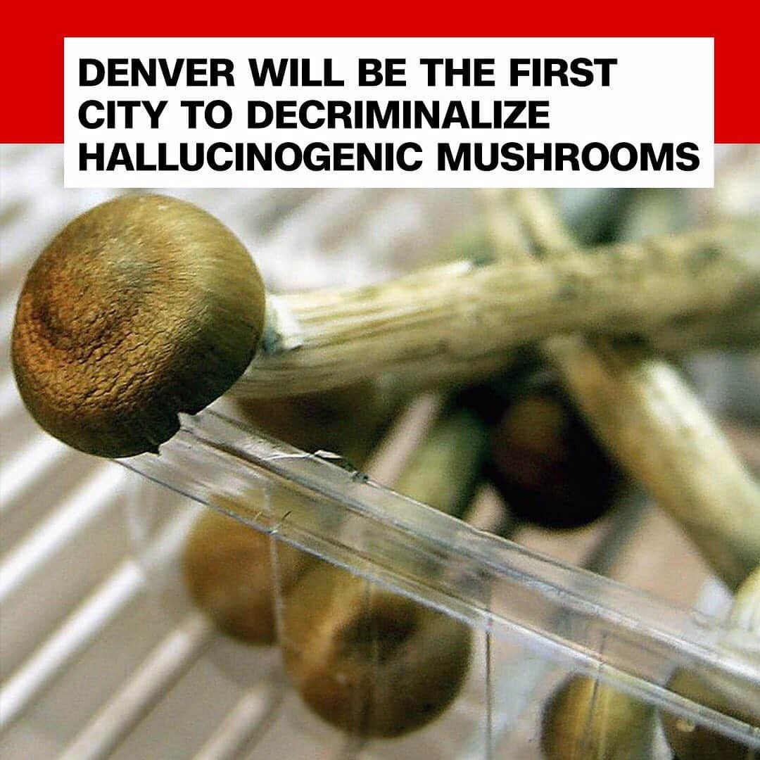 CNNさんのインスタグラム写真 - (CNNInstagram)「Denver has approved a city ordinance to decriminalize hallucinogenic mushrooms, the city's elections division said. Although it doesn't legalize the mushrooms, the ordinance would "prohibit the city from spending resources to impose criminal penalties" on those who have them. A range of mushroom species naturally contain the compound psilocybin, which has hallucinogenic properties. A growing body of medical research shows that psilocybin can treat conditions like anxiety and depression, in cases where drugs currently on the market cannot. (📸: Getty Images)」5月9日 22時00分 - cnn