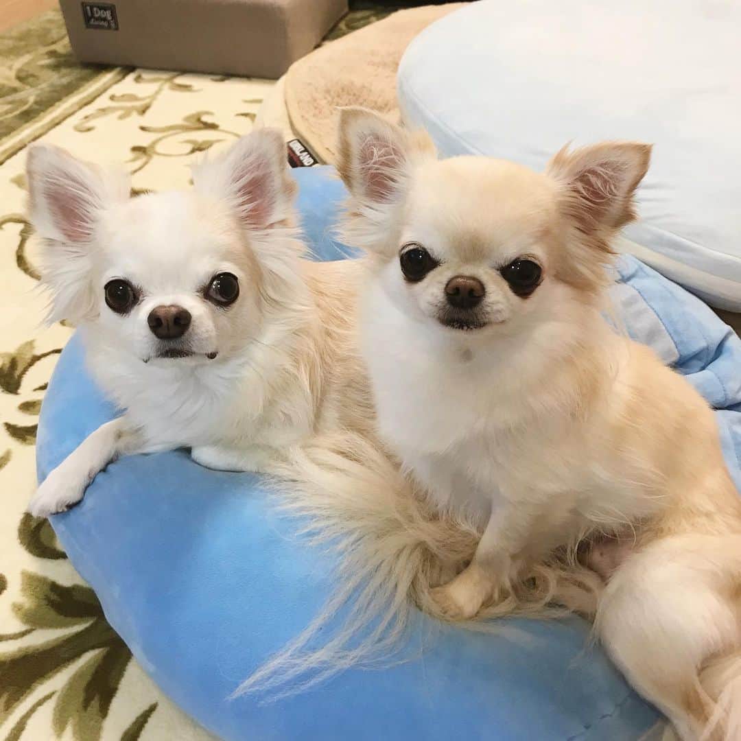 ∞maki∞??????さんのインスタグラム写真 - (∞maki∞??????Instagram)「2019.5.9 デコ♡フワ♡オミ♡ ・ ・ デコに寄り添うオミ〜 後ろにフワも〜☺️💕✨ ・ ・ おやすみなさ〜い😌💤 ・ ・ #dog#Chihuahua#Chihuahualove#Chihuahualife#instaChihuahua#photooftheday#IGersJP#west_dog_japan#all_dog_japan#happy#cute#love#犬#愛犬#チワワ#ちわわ#ロングコートチワワ#多頭飼い#可愛い#癒し#幸せ#仲良し#Goodnight#おやすみ」5月9日 22時21分 - maki_dfpso