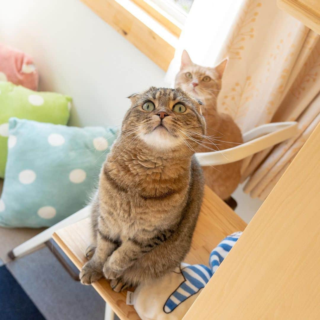 マアルさんのインスタグラム写真 - (マアルInstagram)「しまじろうちゃん🐈 #北海道 #旭川市 #ペットホテル #猫 #スコティッシュフォールド #scottishfold」5月9日 22時33分 - psmaaru