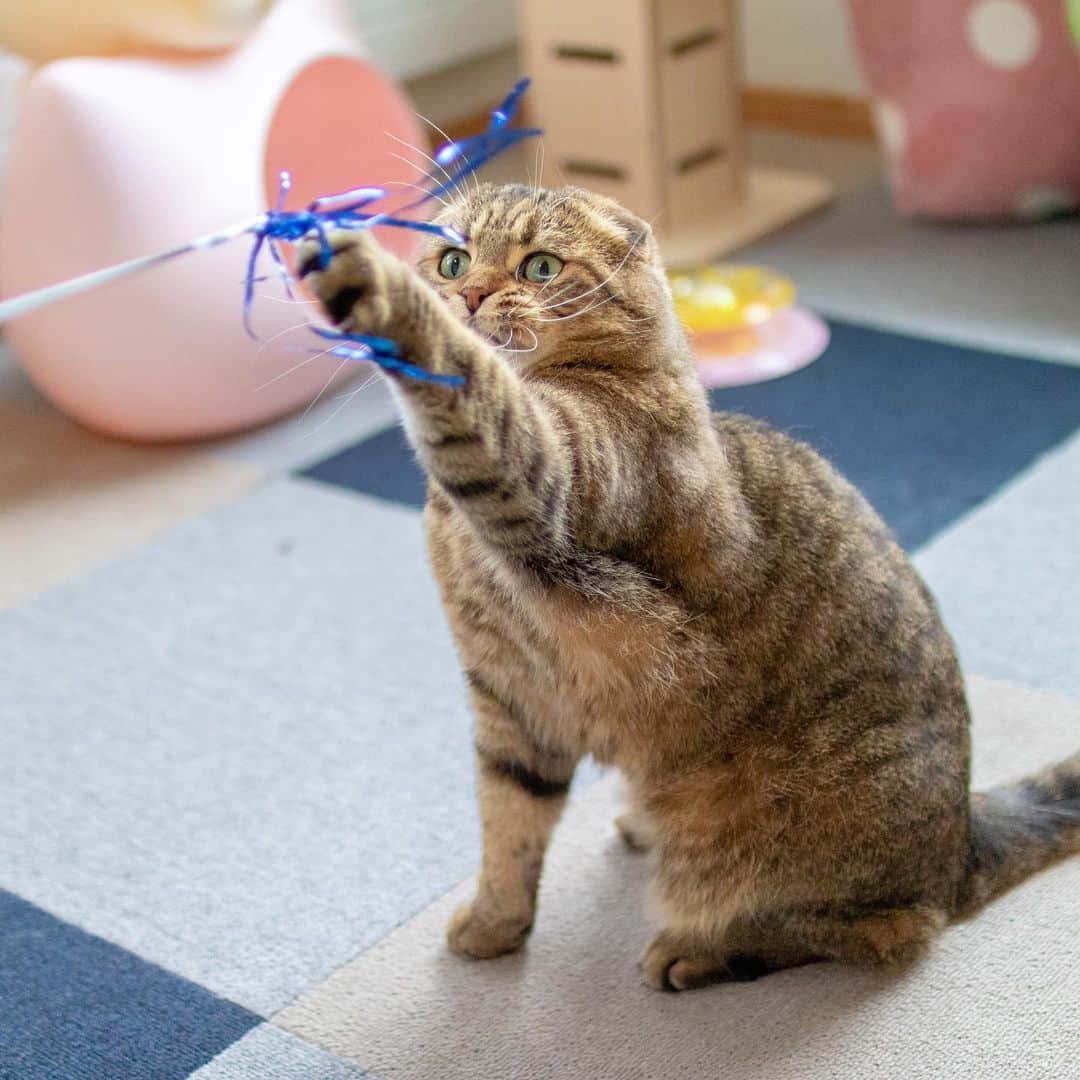 マアルのインスタグラム：「しまじろうちゃん🐈 #北海道 #旭川市 #ペットホテル #猫 #スコティッシュフォールド #scottishfold」