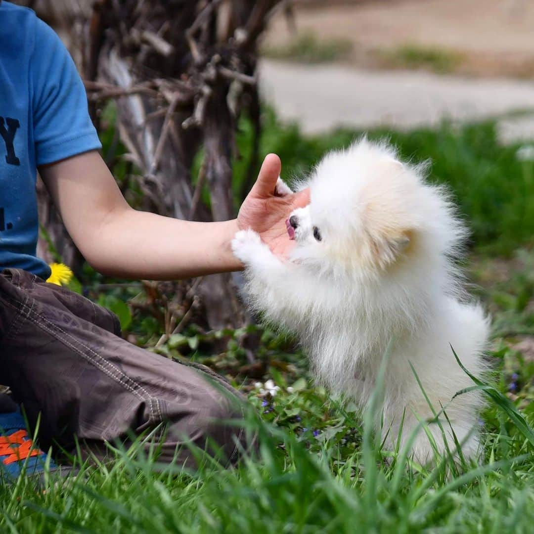 Puppy For Sale.のインスタグラム