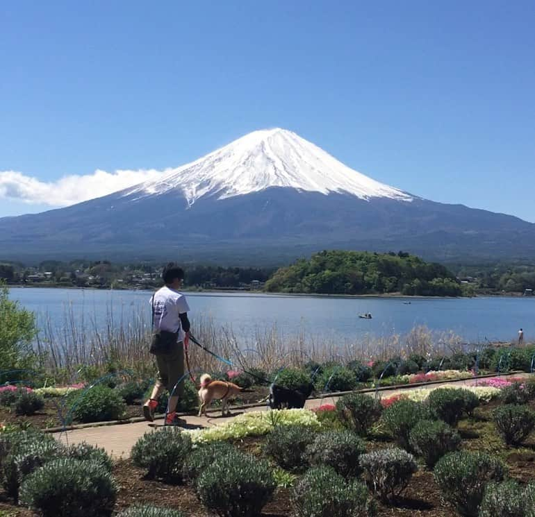 がんちゃんさんのインスタグラム写真 - (がんちゃんInstagram)「富士山を見て来ました🥰🥰🥰 1枚目 #花の都公園 2枚目 #河口湖 #大石公園  #てんタッキー富士山の旅」5月9日 23時02分 - kota2ann