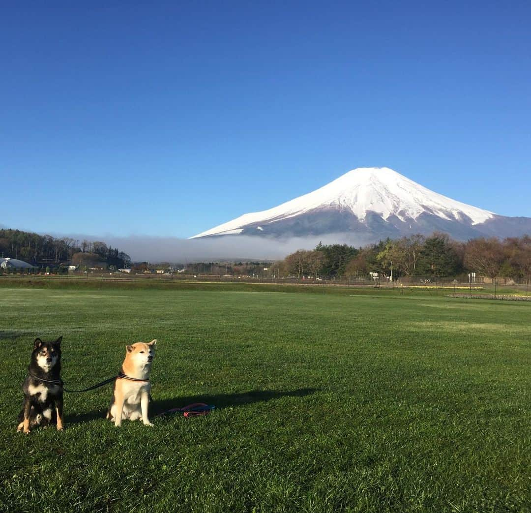 がんちゃんさんのインスタグラム写真 - (がんちゃんInstagram)「富士山を見て来ました🥰🥰🥰 1枚目 #花の都公園 2枚目 #河口湖 #大石公園  #てんタッキー富士山の旅」5月9日 23時02分 - kota2ann